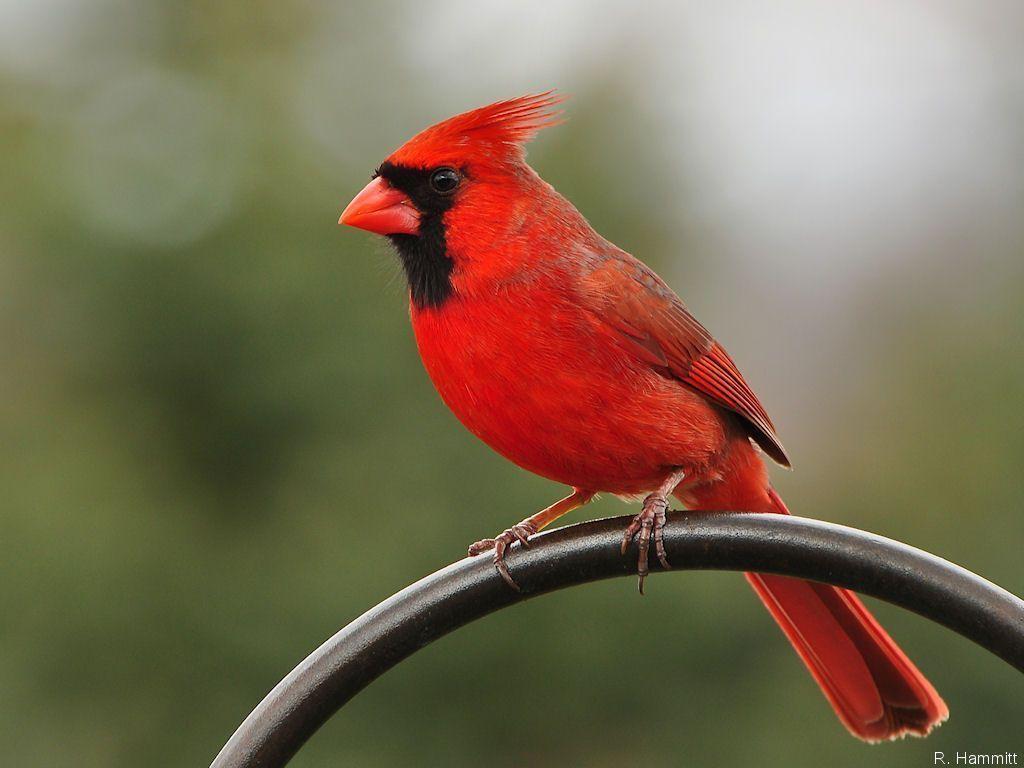 Northern Cardinal Wallpapers