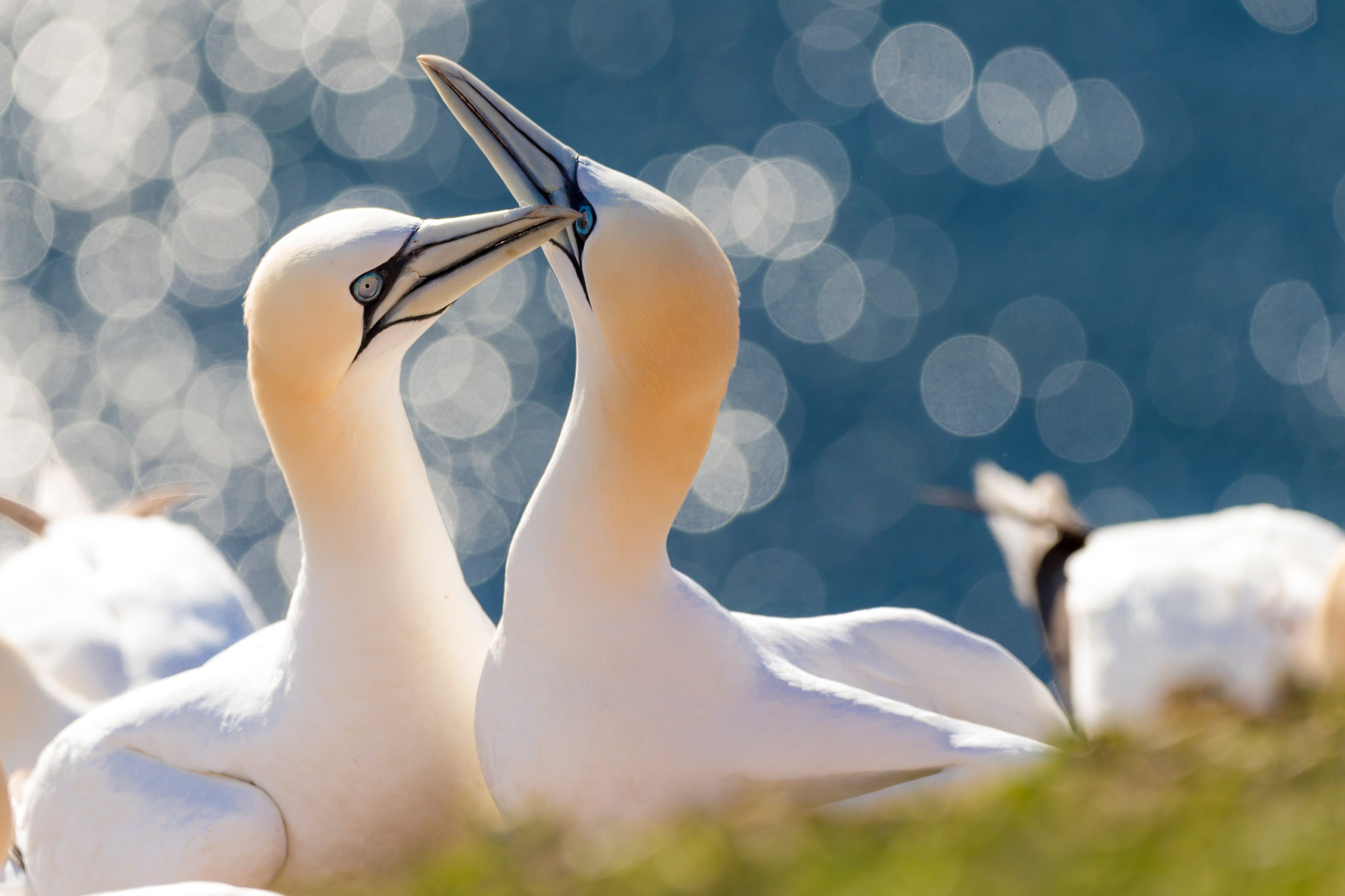 Northern Gannet Wallpapers