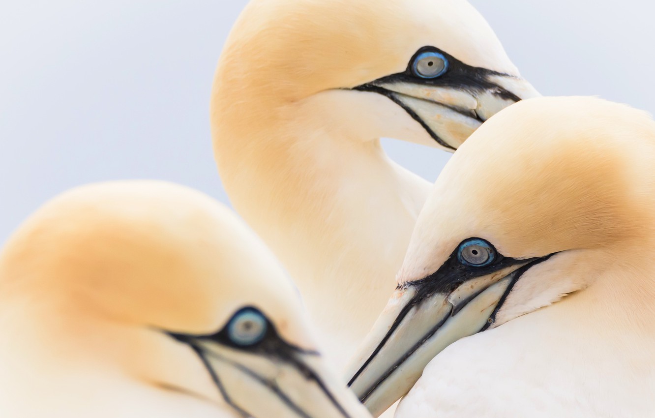 Northern Gannet Wallpapers