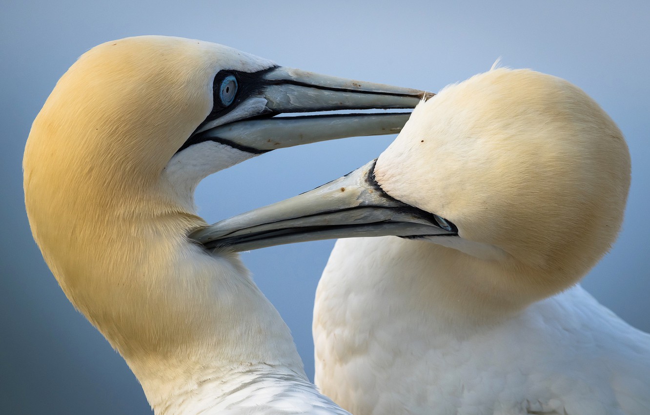 Northern Gannet Wallpapers