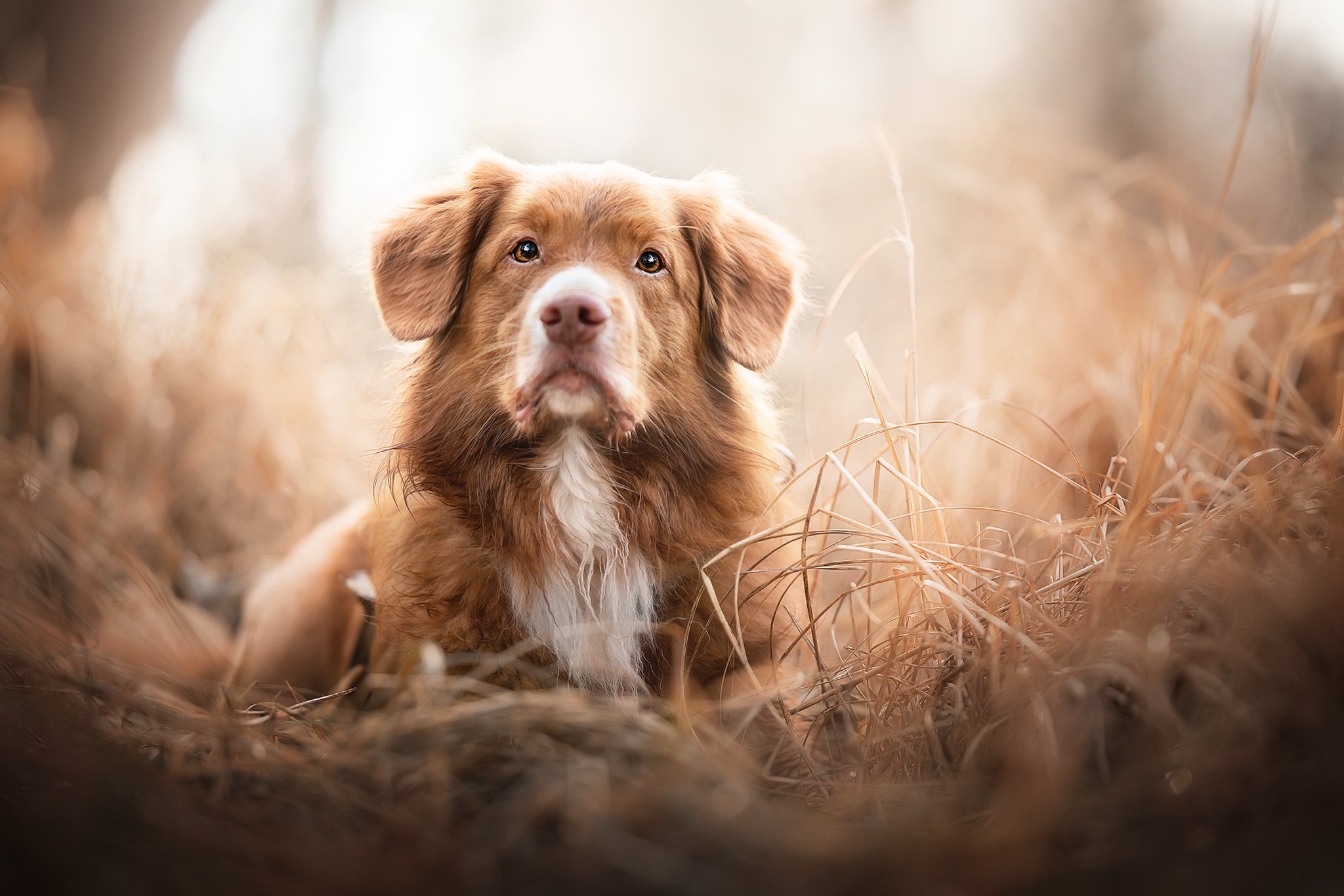 Nova Scotia Duck Tolling Retriever Wallpapers