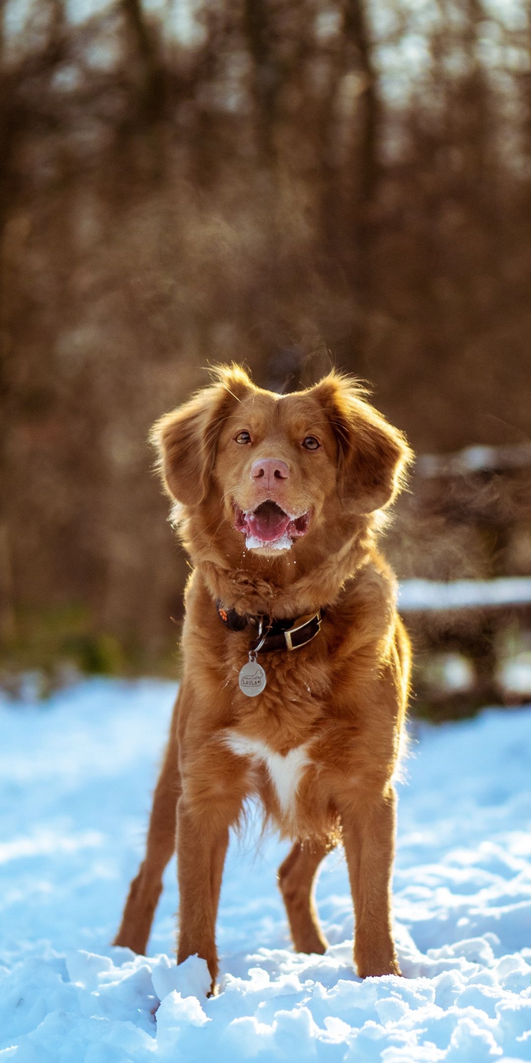 Nova Scotia Duck Tolling Retriever Wallpapers