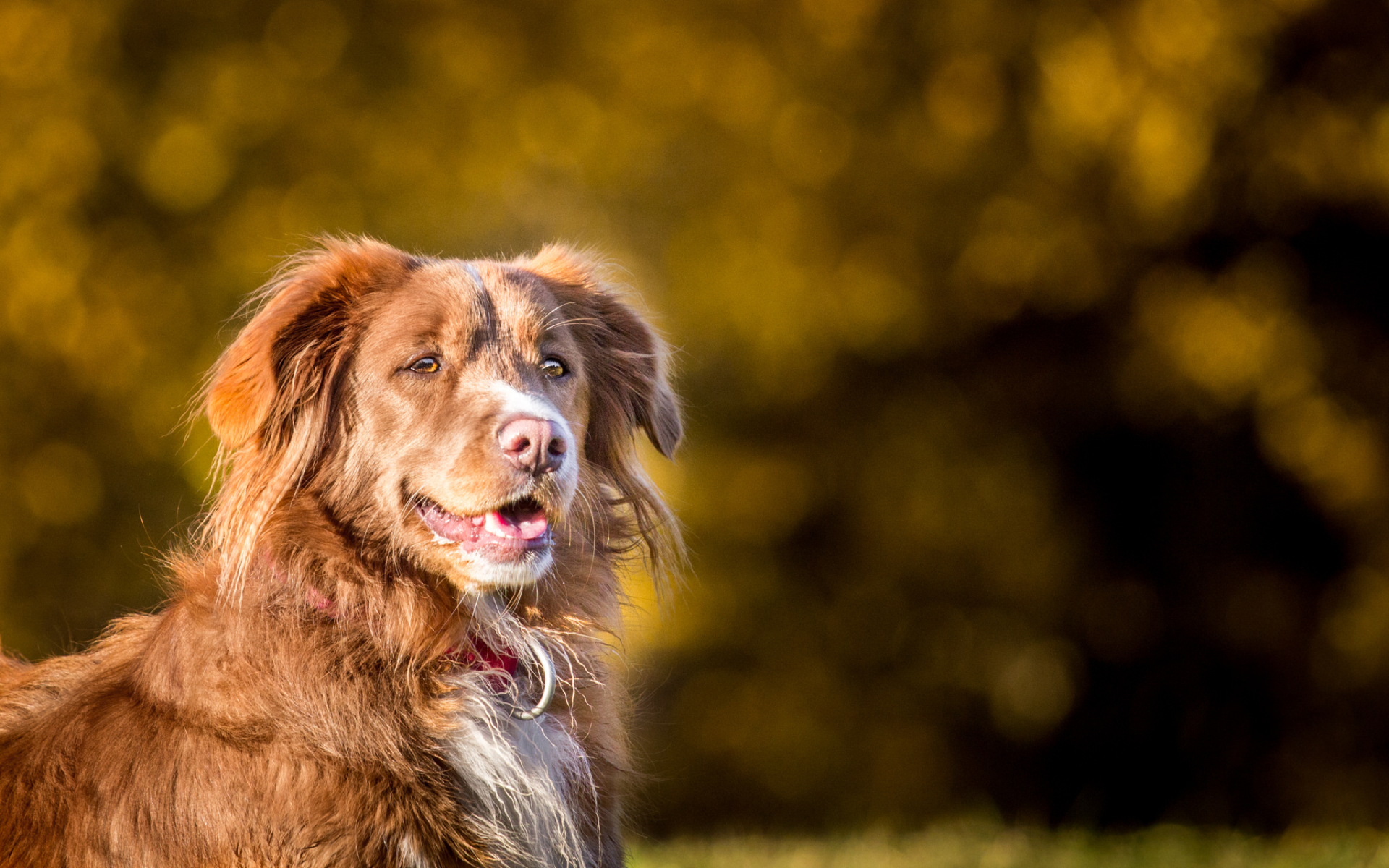 Nova Scotia Duck Tolling Retriever Wallpapers