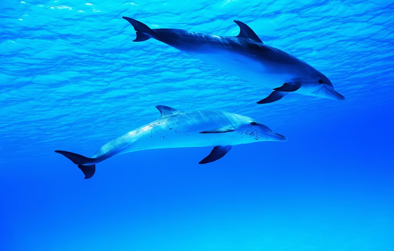 Oceanic Dolphins Wallpapers