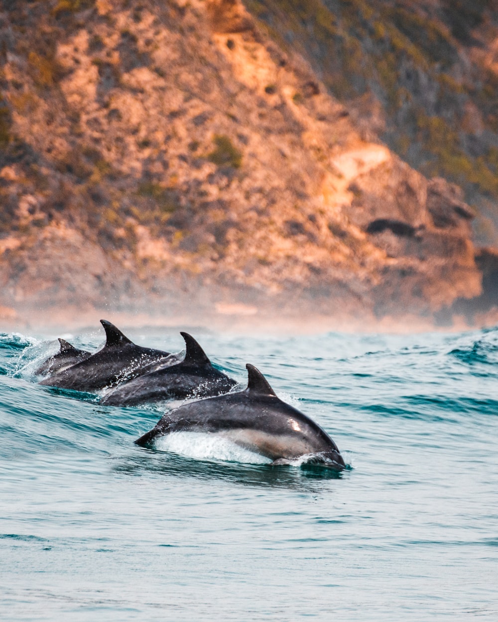 Oceanic Dolphins Wallpapers