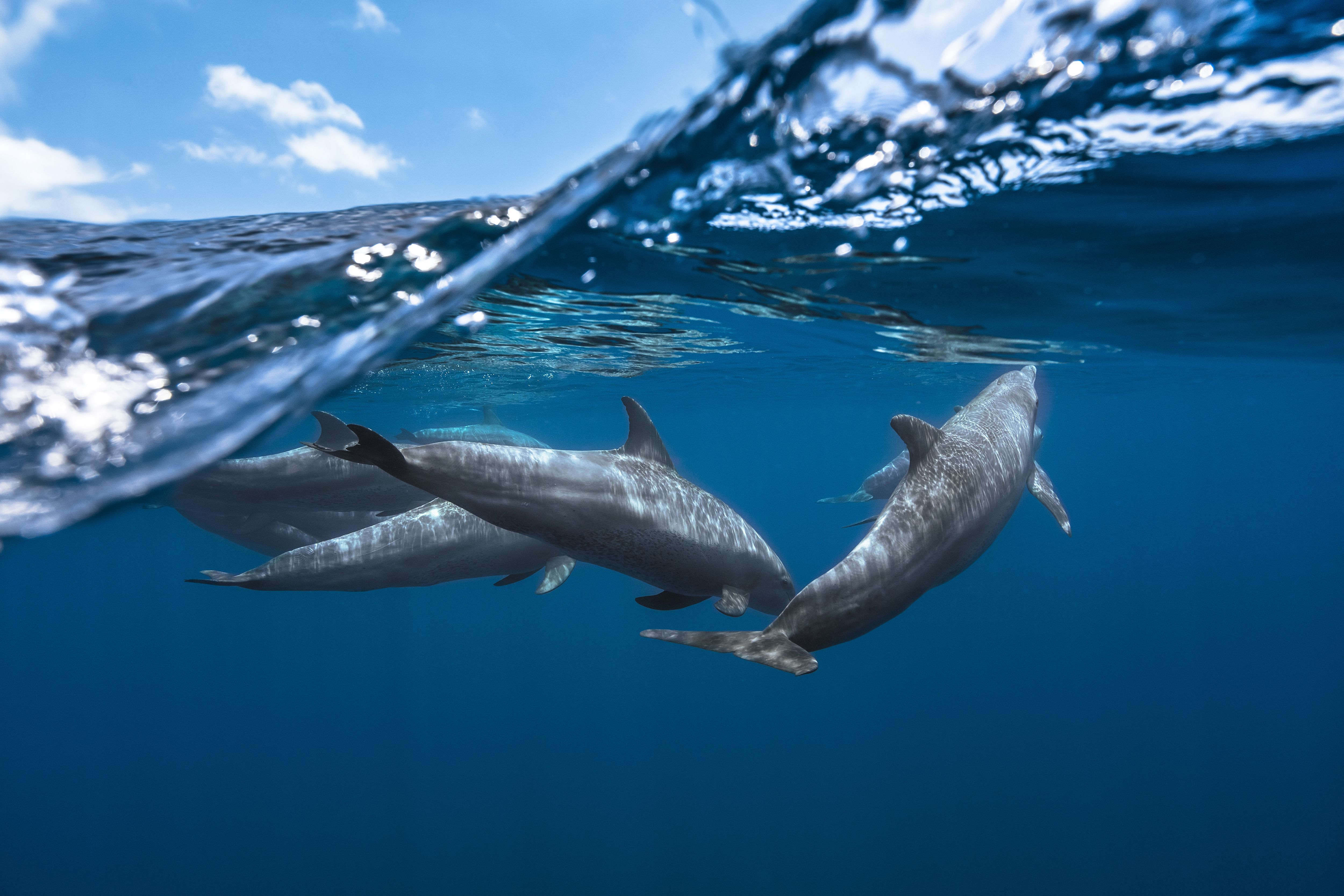 Oceanic Dolphins Wallpapers