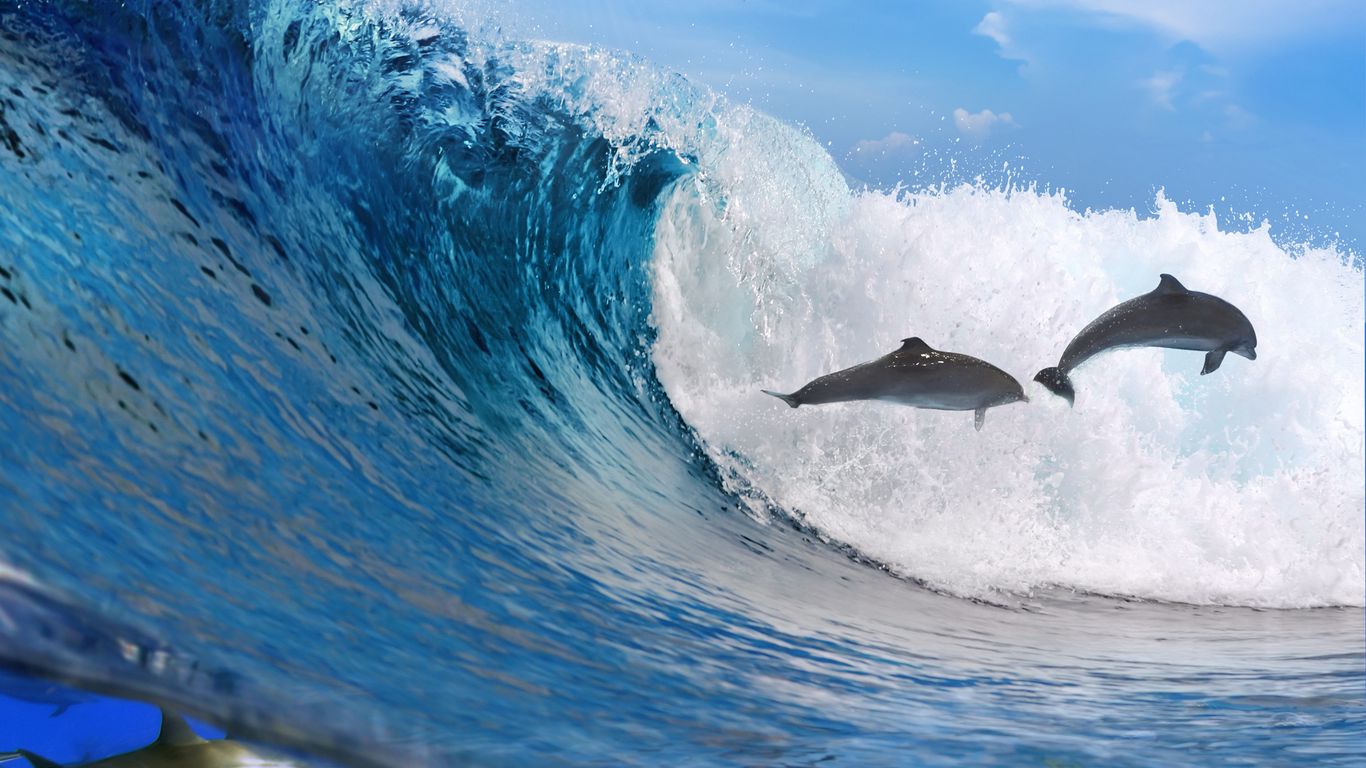 Oceanic Dolphins Wallpapers