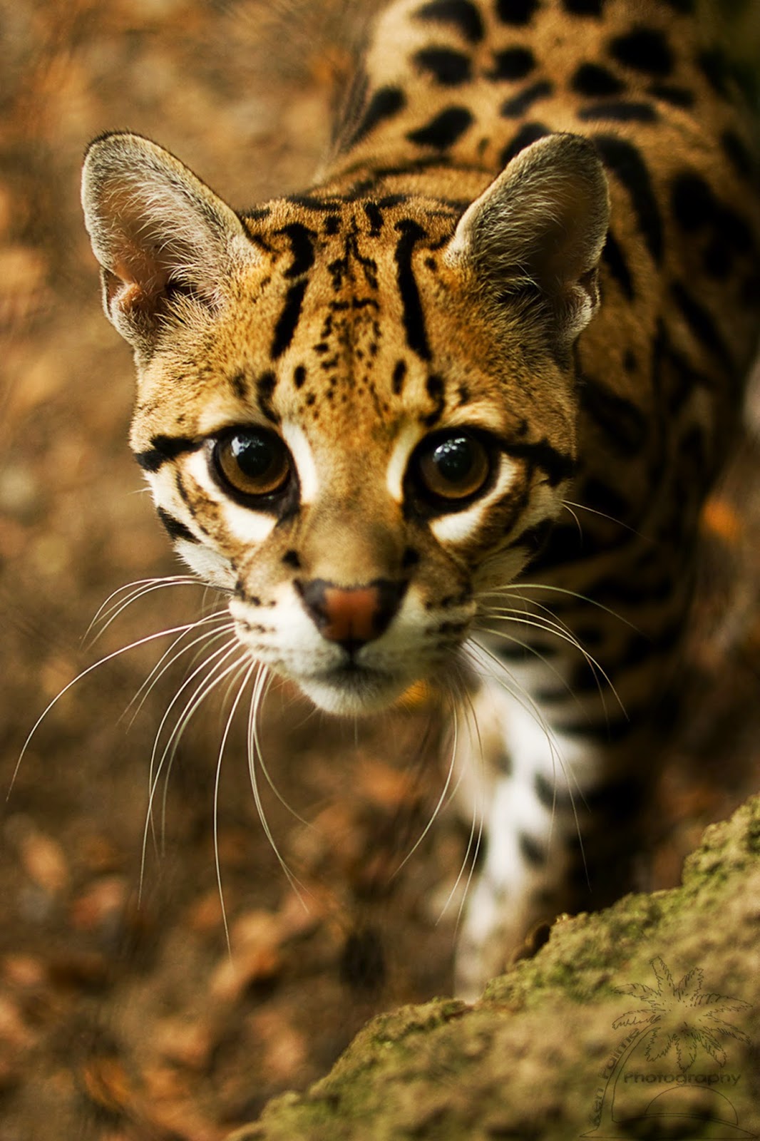 Ocelot Wallpapers