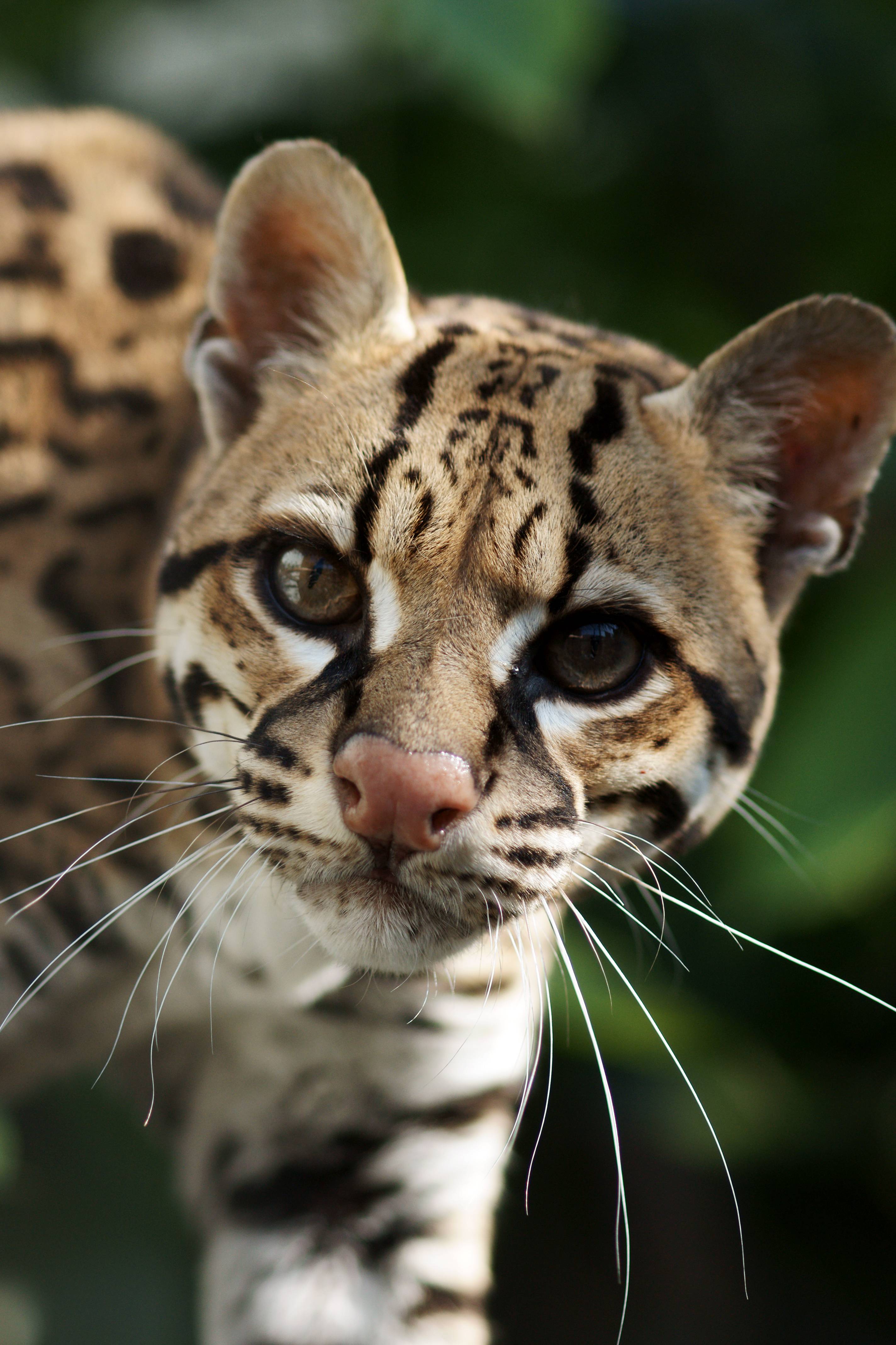 Ocelot Wallpapers