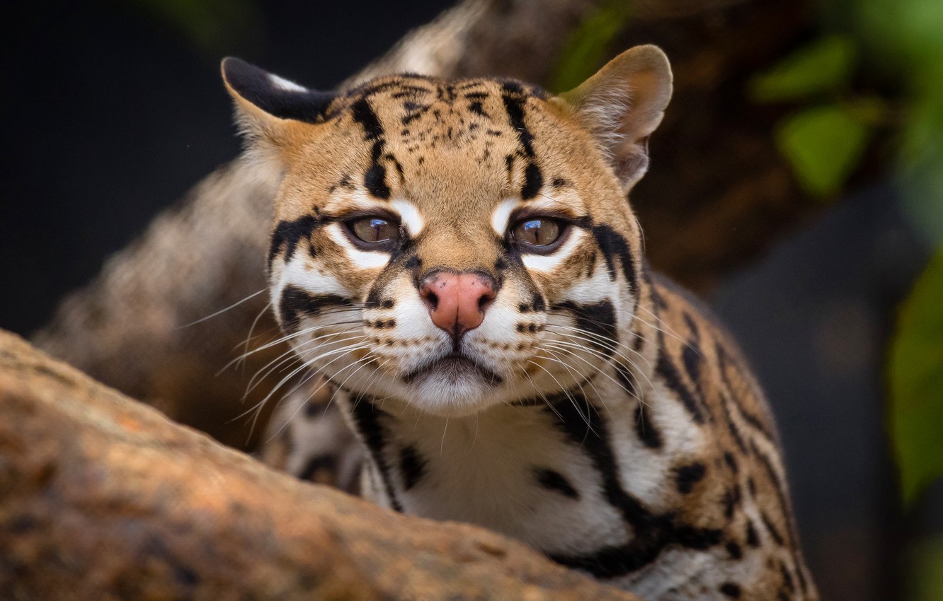 Ocelot Wallpapers