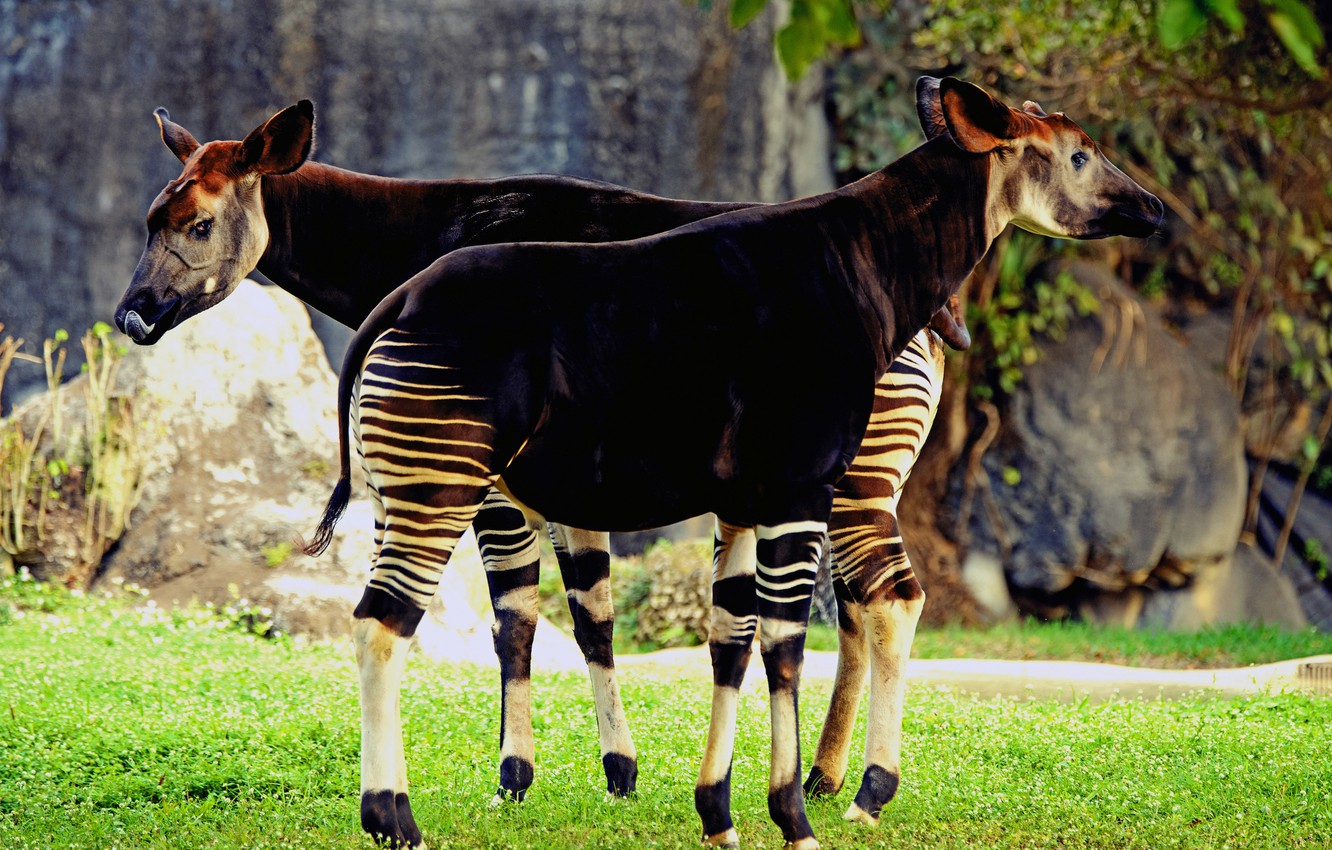 Okapis Wallpapers