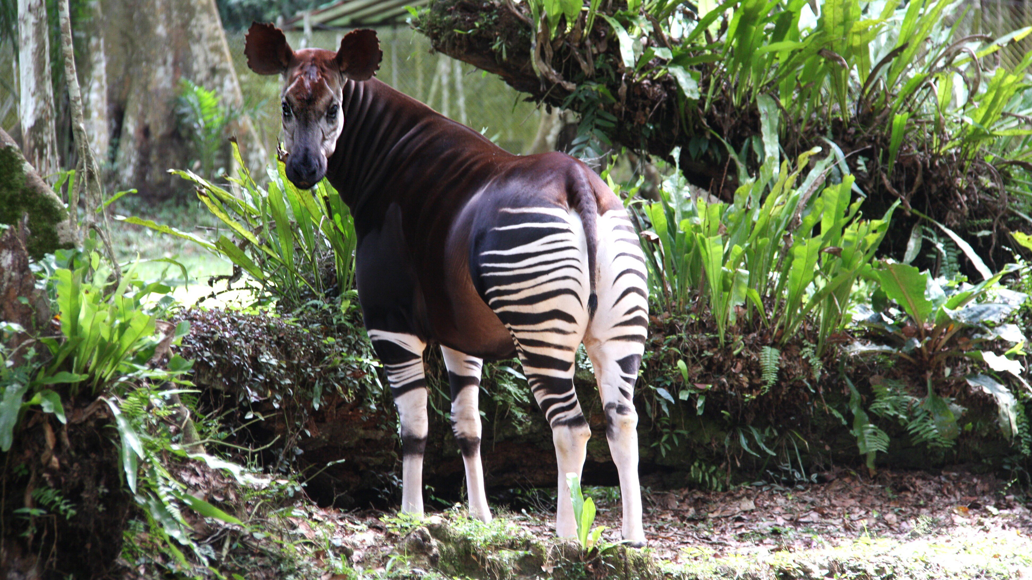 Okapis Wallpapers