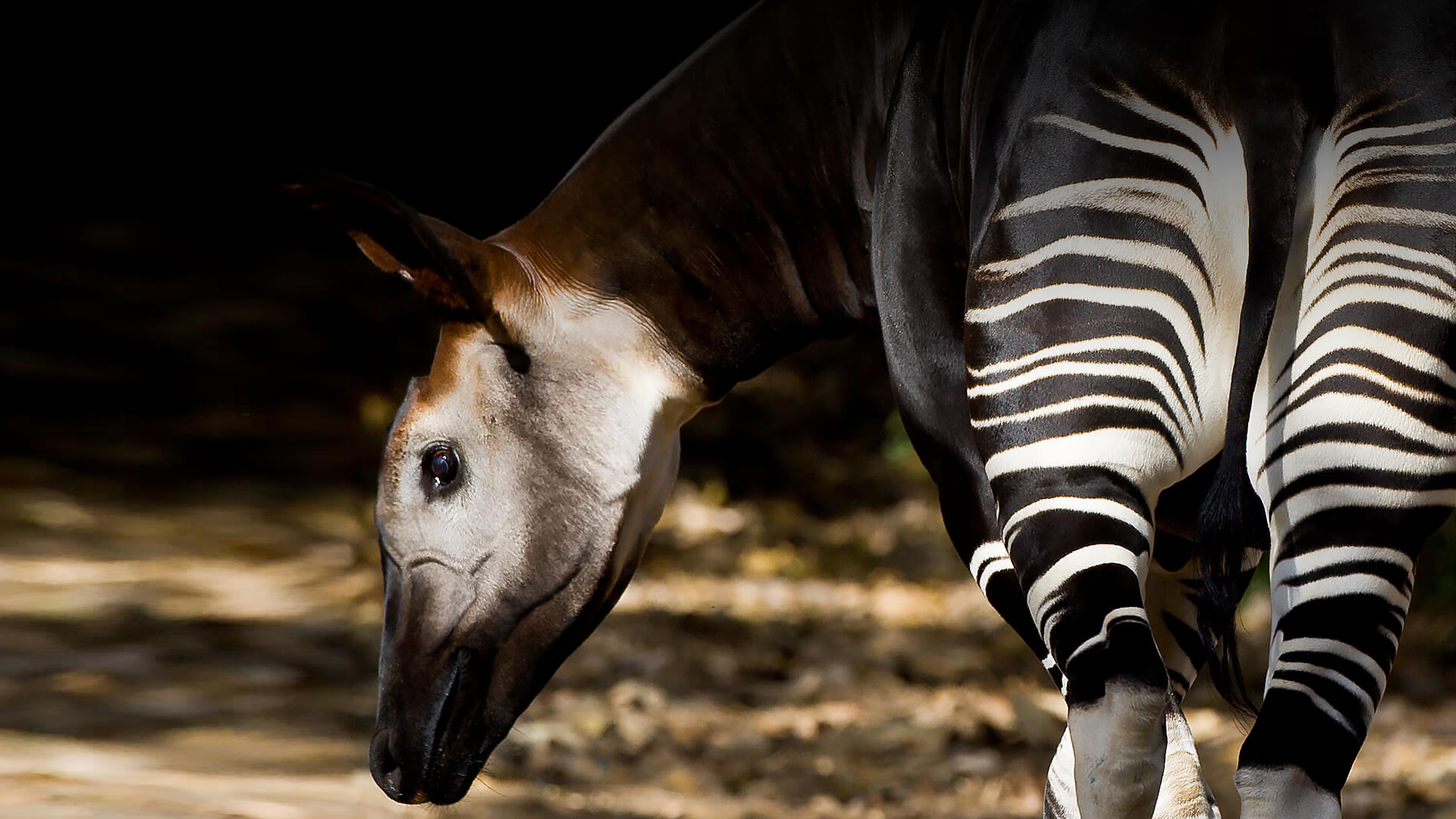 Okapis Wallpapers