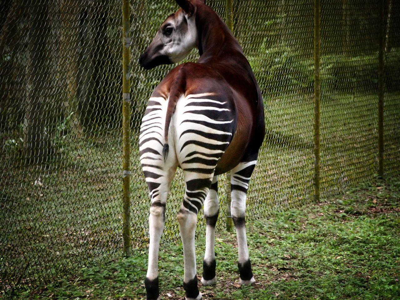 Okapis Wallpapers