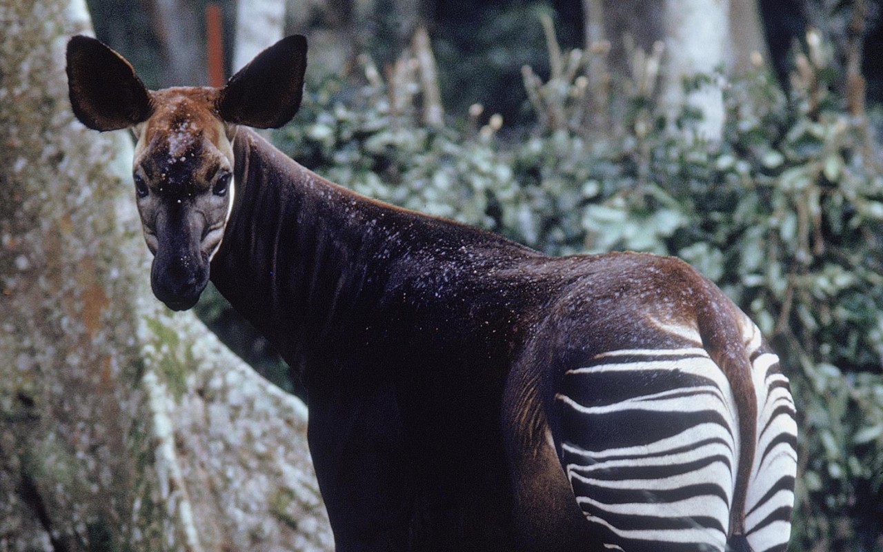 Okapis Wallpapers