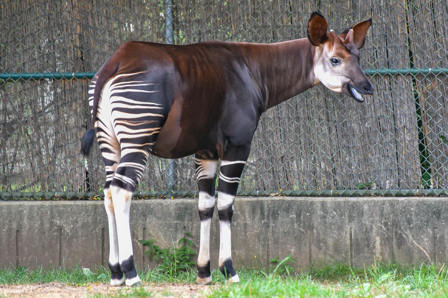 Okapis Wallpapers