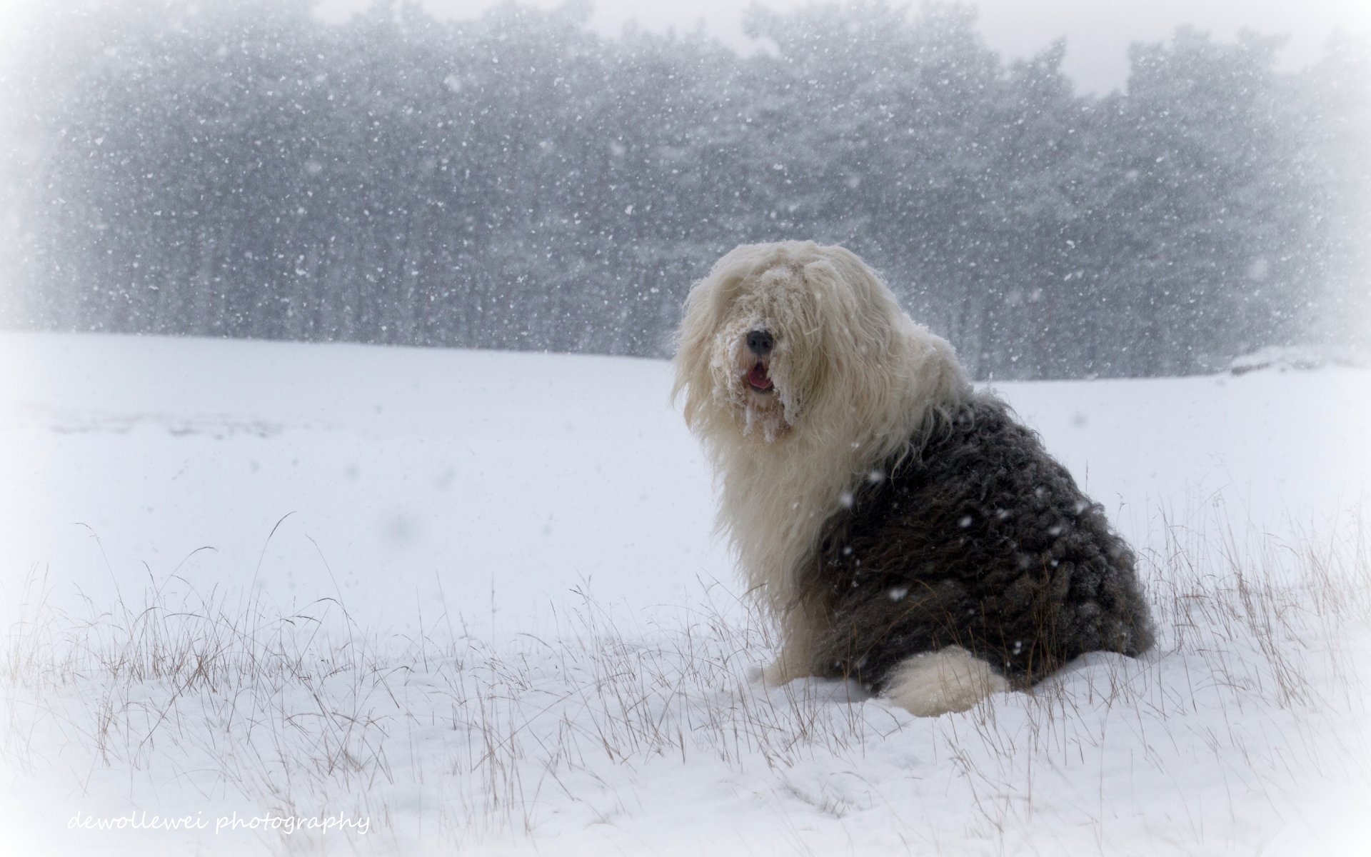 Old English Sheepdog Wallpapers