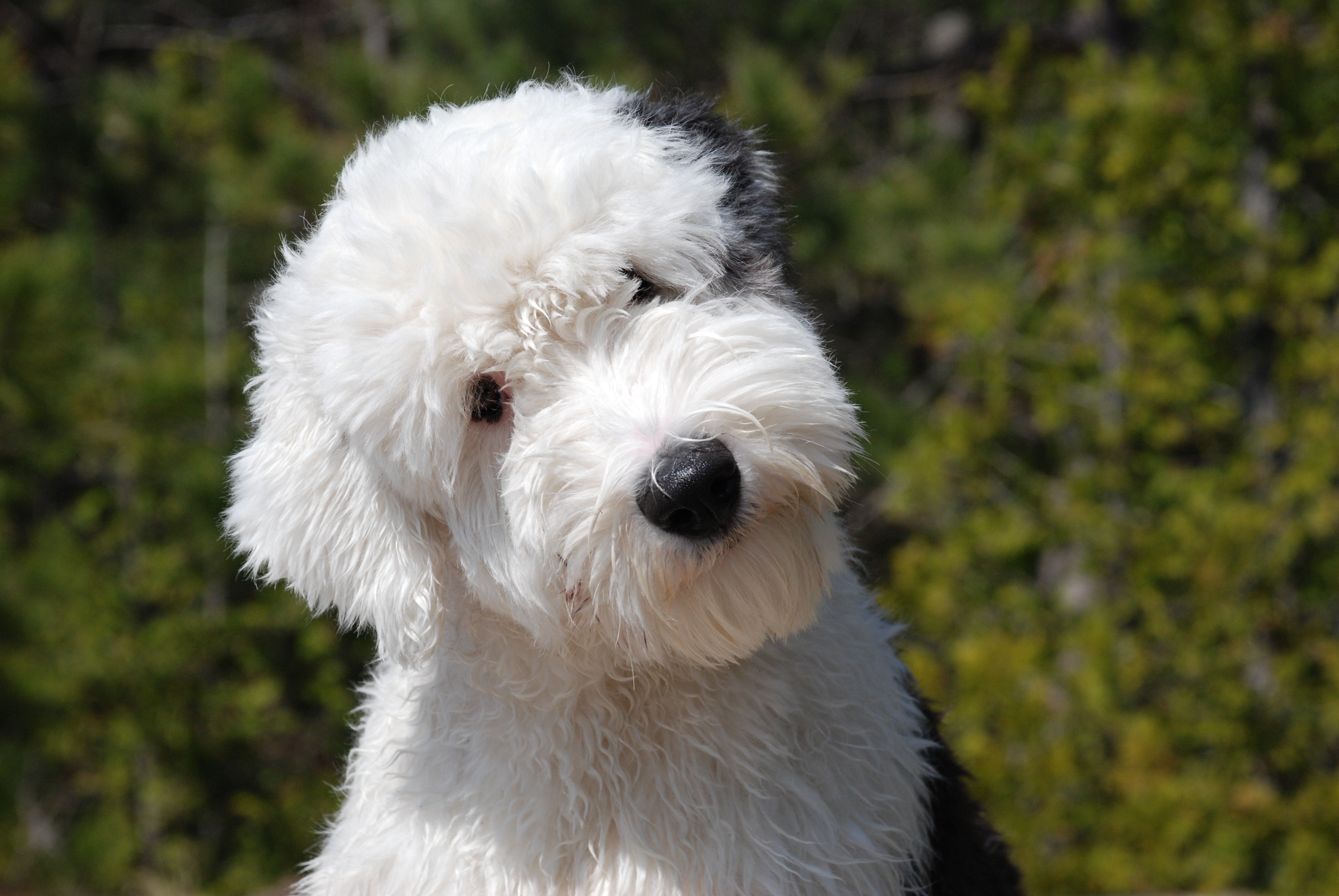 Old English Sheepdog Wallpapers