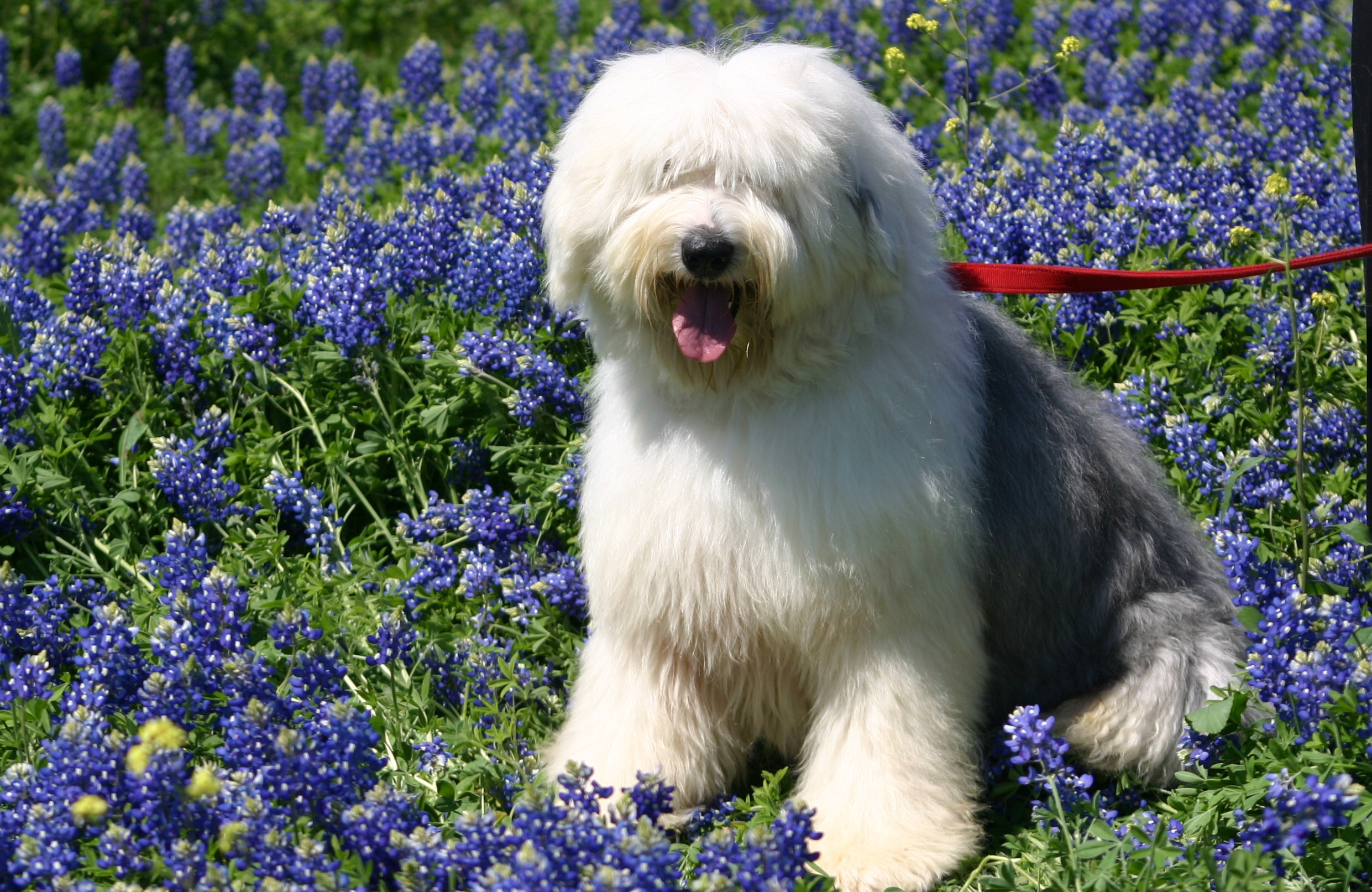 Old English Sheepdog Wallpapers