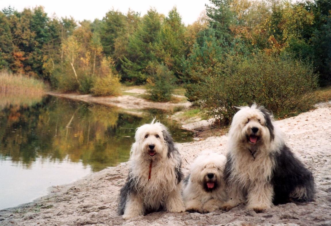 Old English Sheepdog Wallpapers