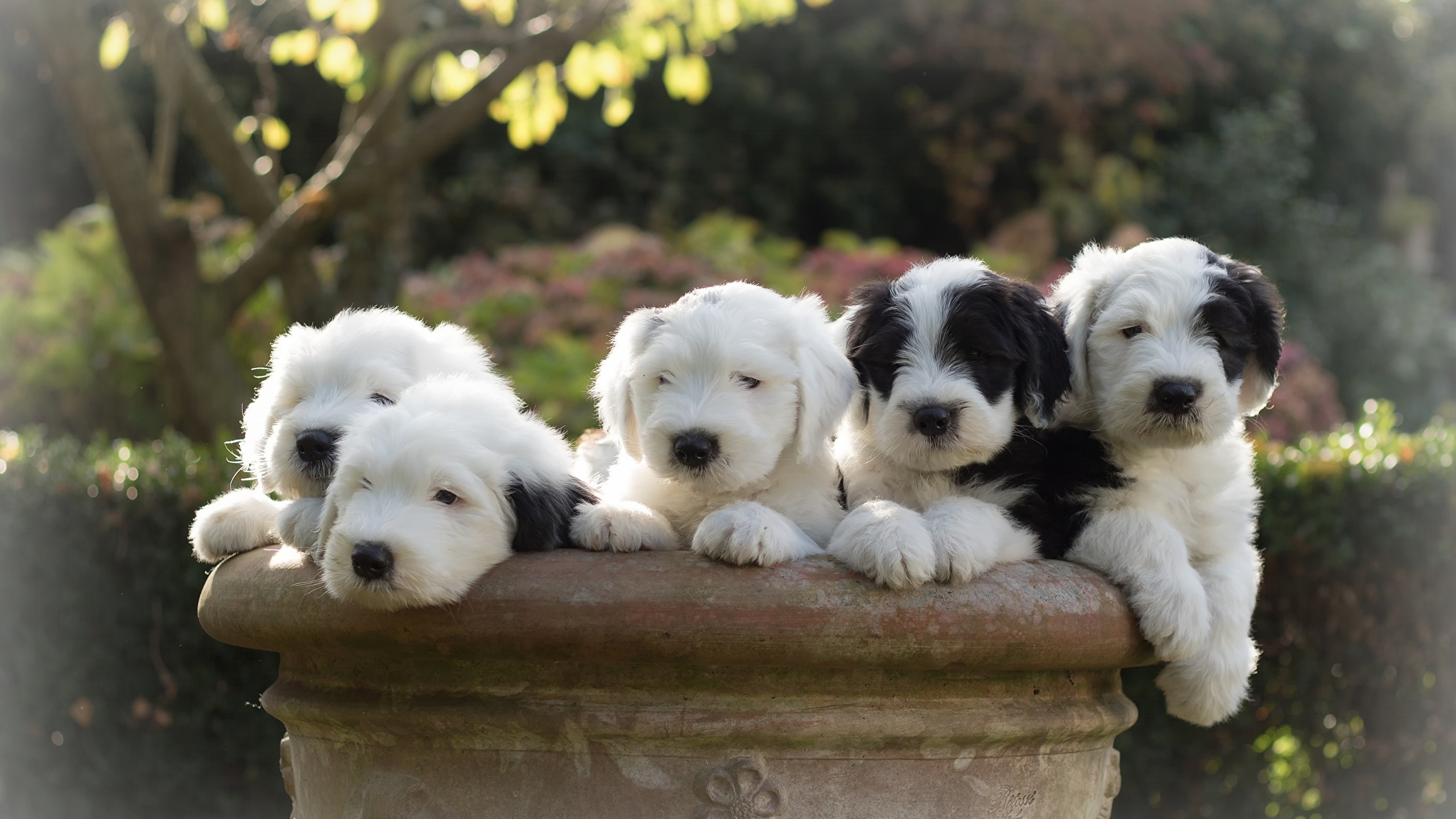 Old English Sheepdog Wallpapers