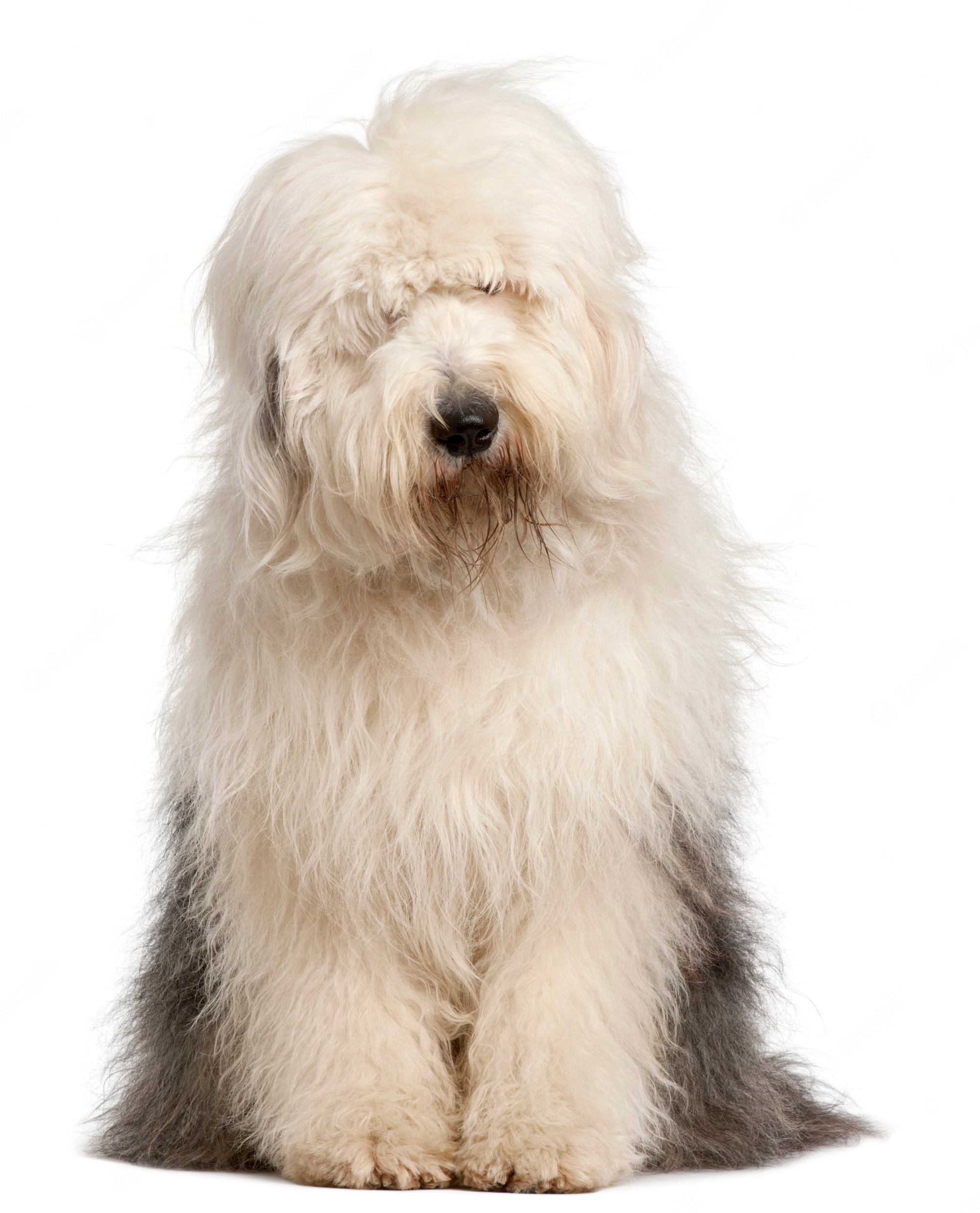 Old English Sheepdog Wallpapers