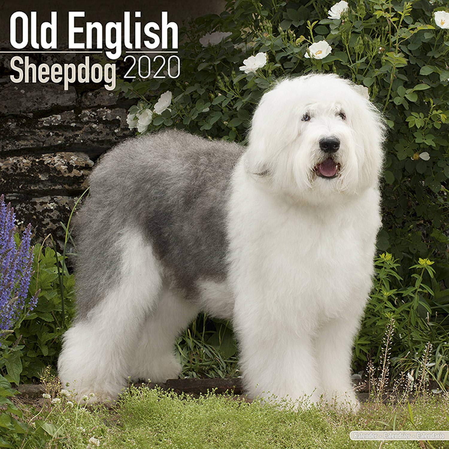 Old English Sheepdog Wallpapers