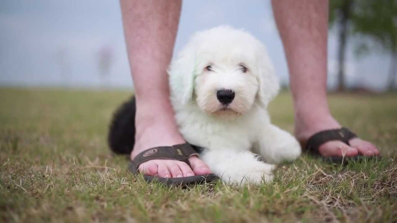 Old English Sheepdog Wallpapers