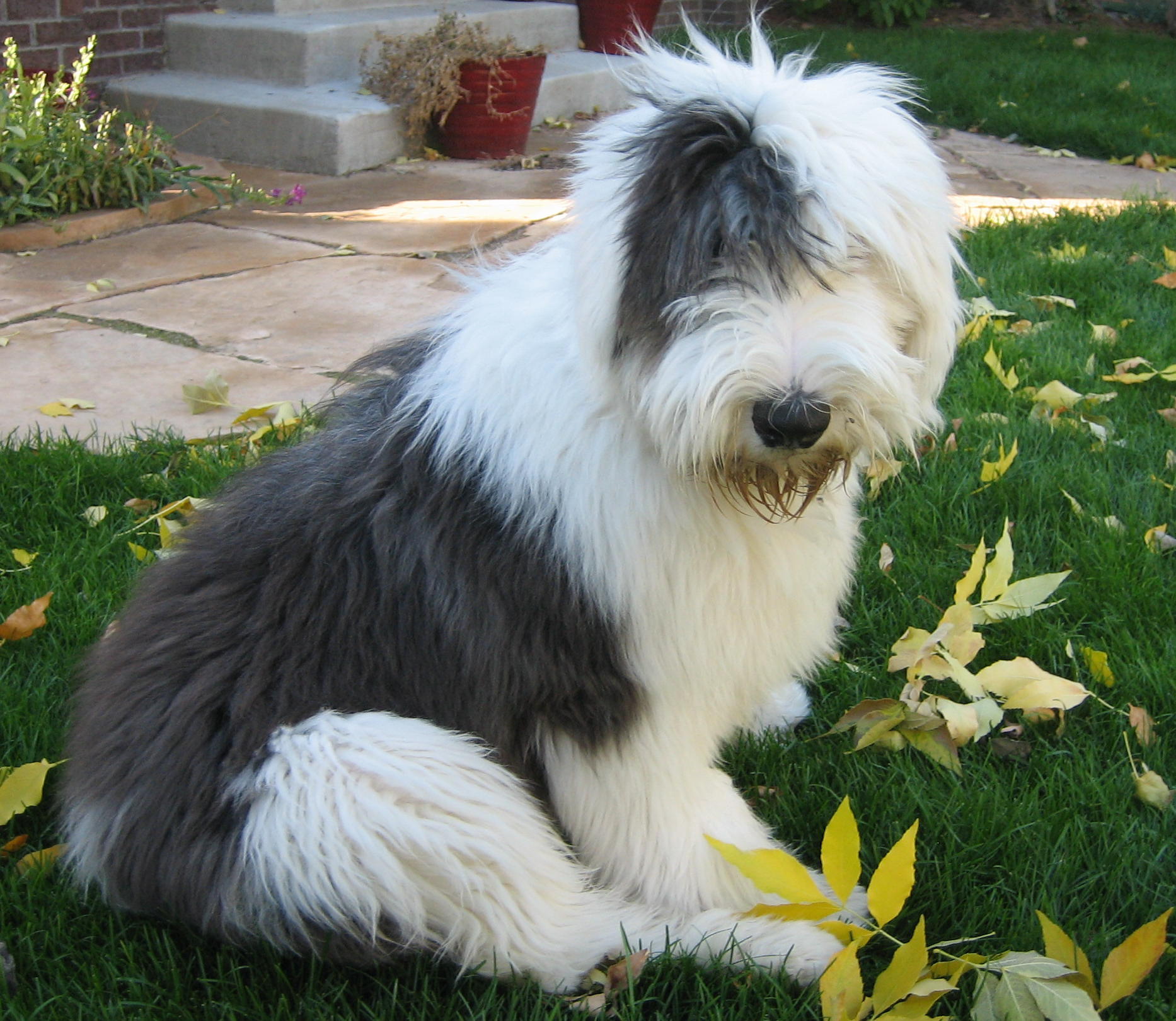 Old English Sheepdog Wallpapers