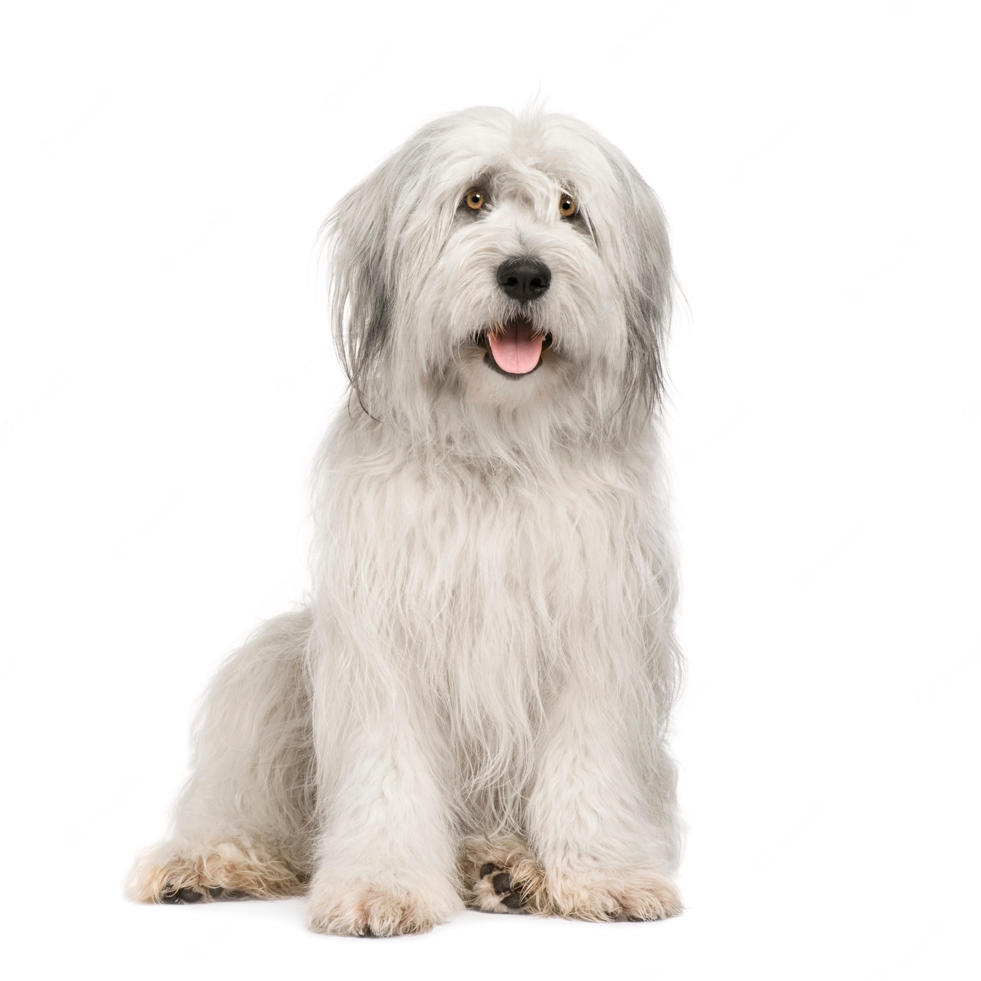 Old English Sheepdog Wallpapers