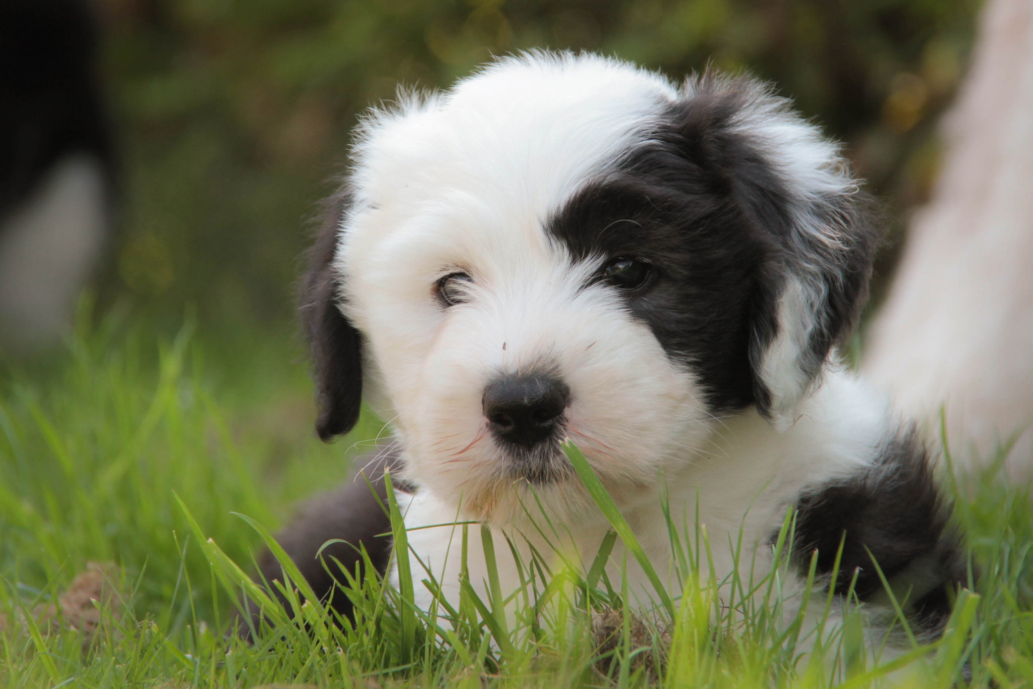 Old English Sheepdog Wallpapers