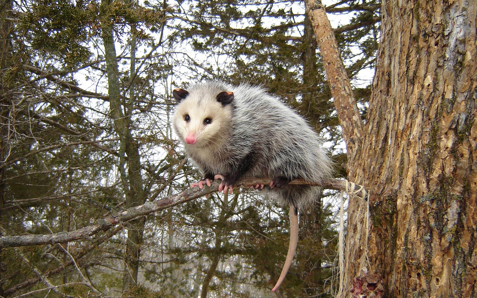 Opossum Wallpapers