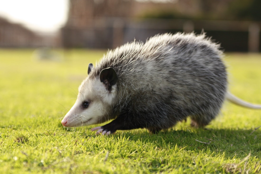 Opossum Wallpapers