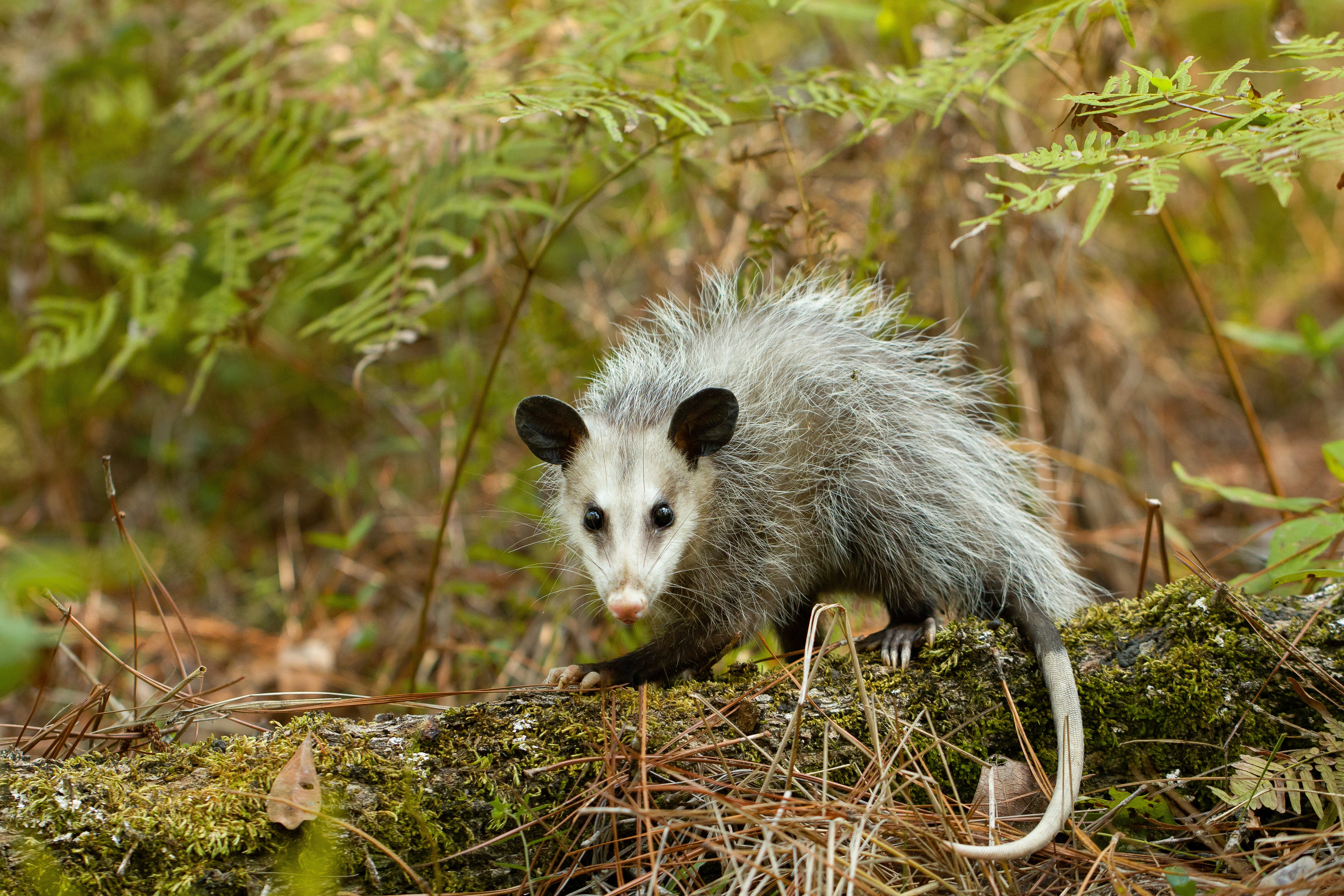 Opossum Wallpapers