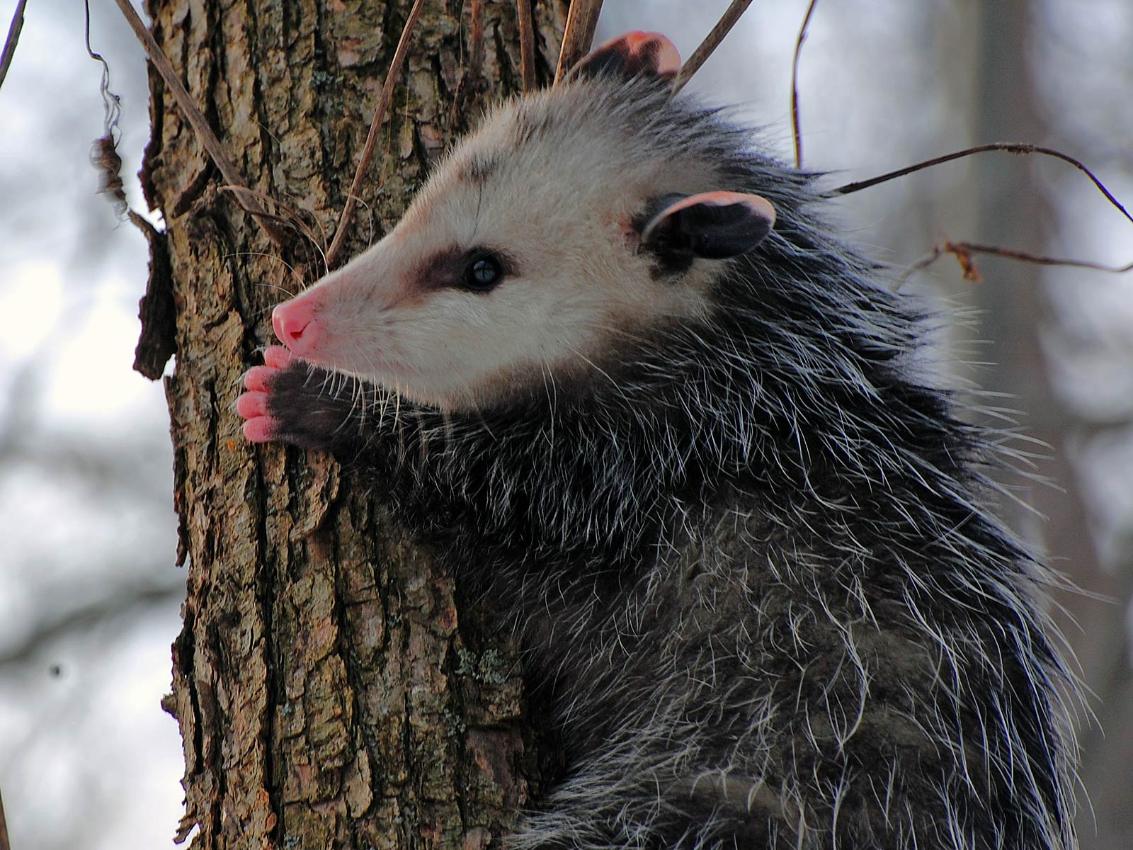 Opossum Wallpapers