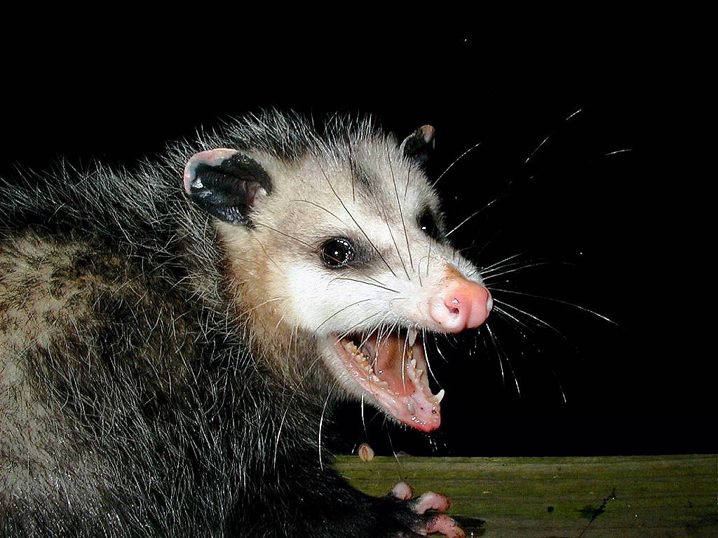 Opossum Wallpapers