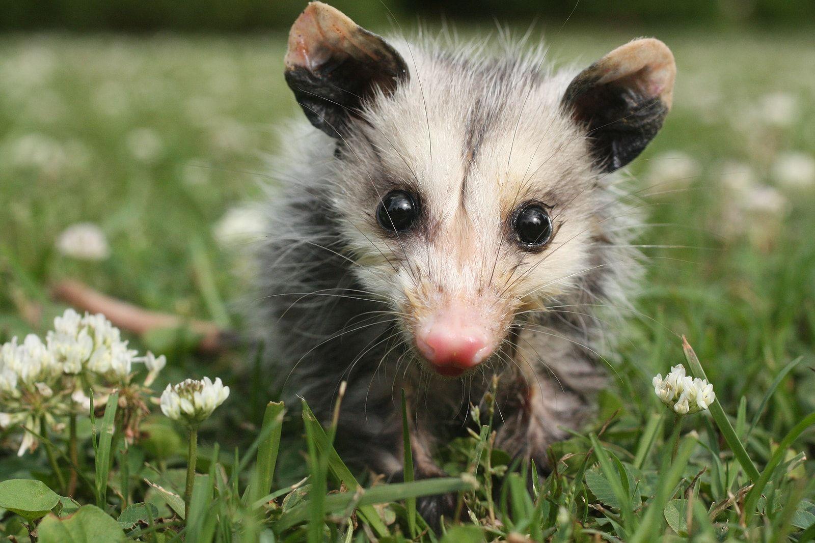 Opossum Wallpapers