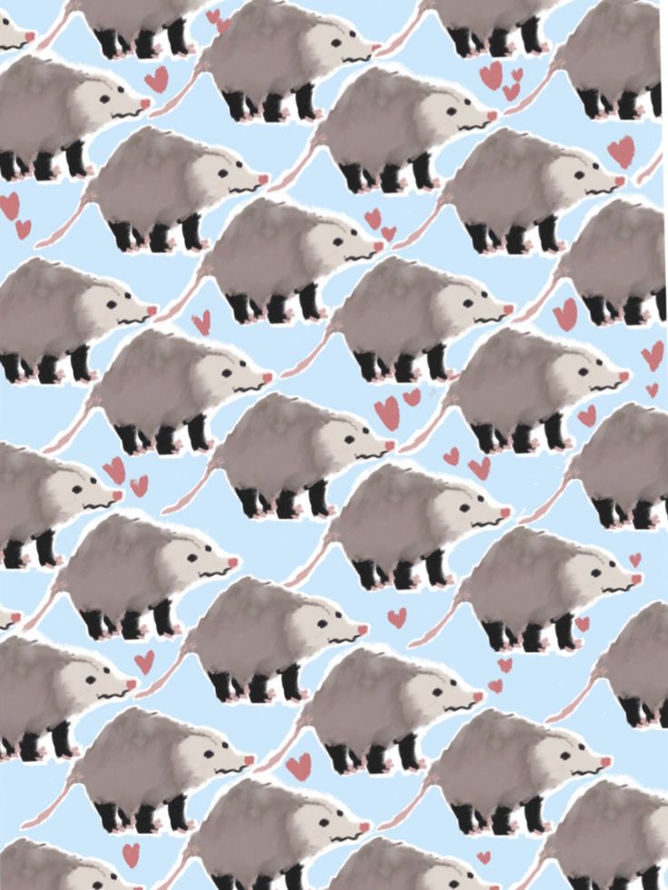 Opossum Wallpapers