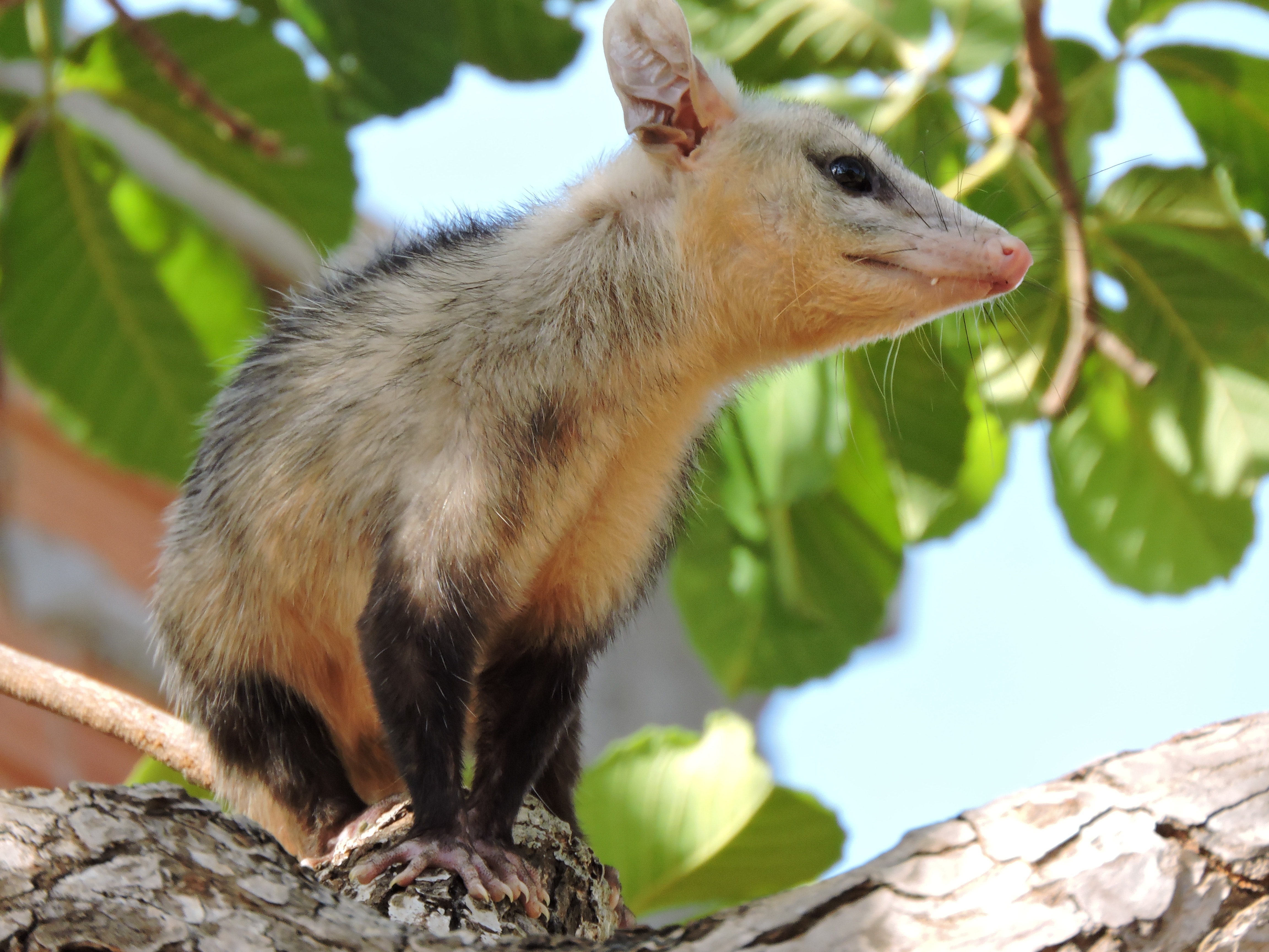 Opossum Wallpapers