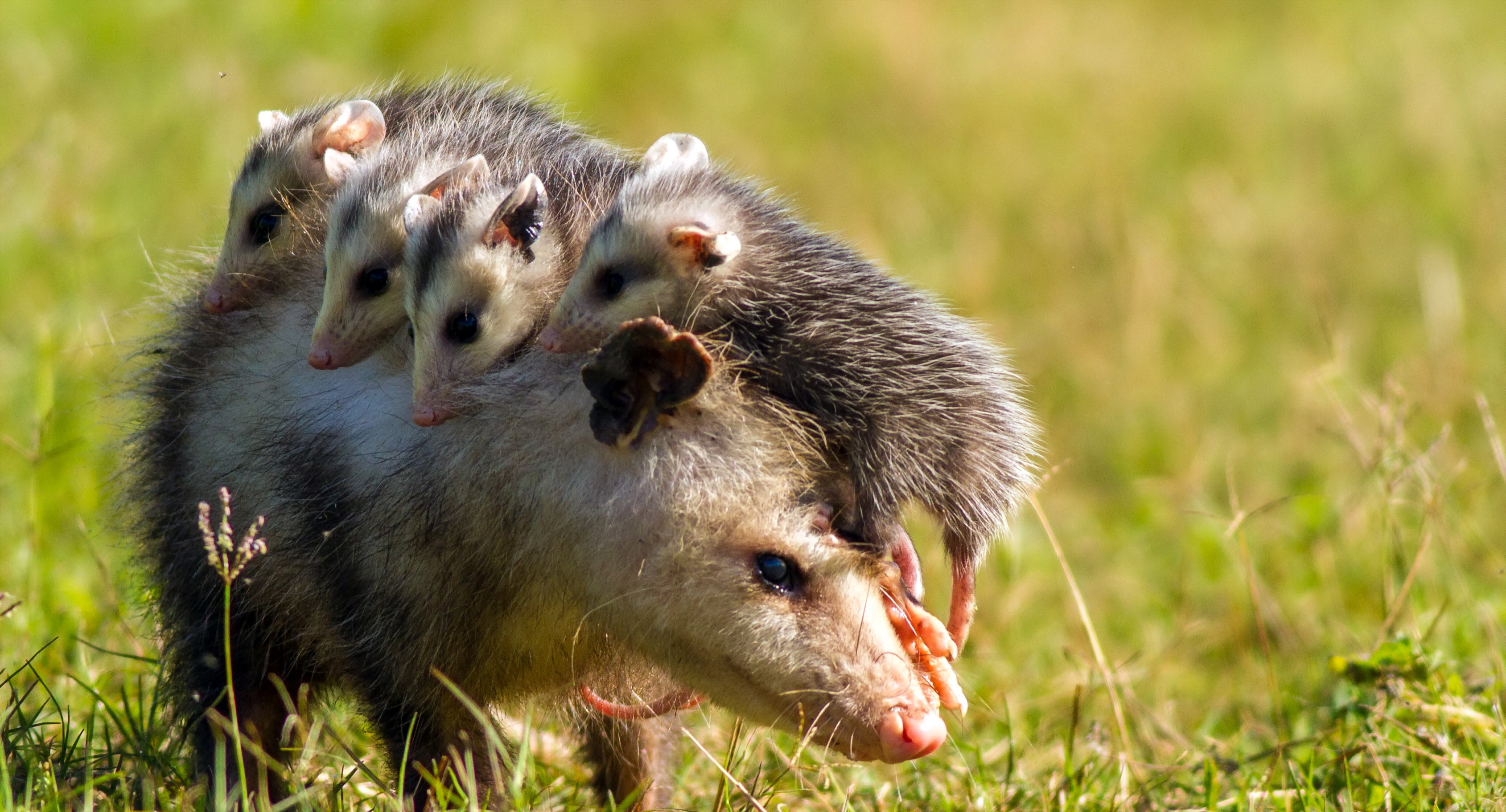 Opossum Wallpapers