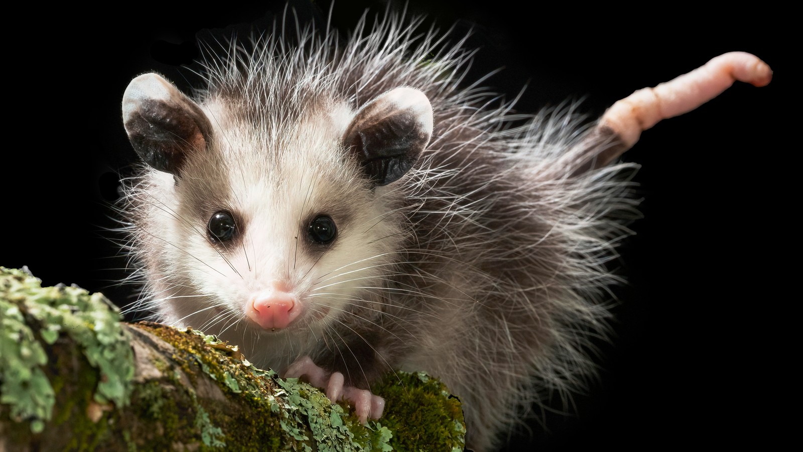 Opossum Wallpapers