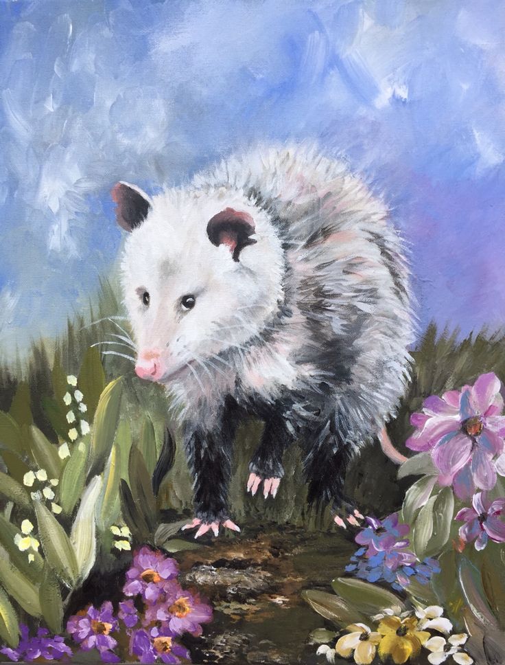 Opossum Wallpapers