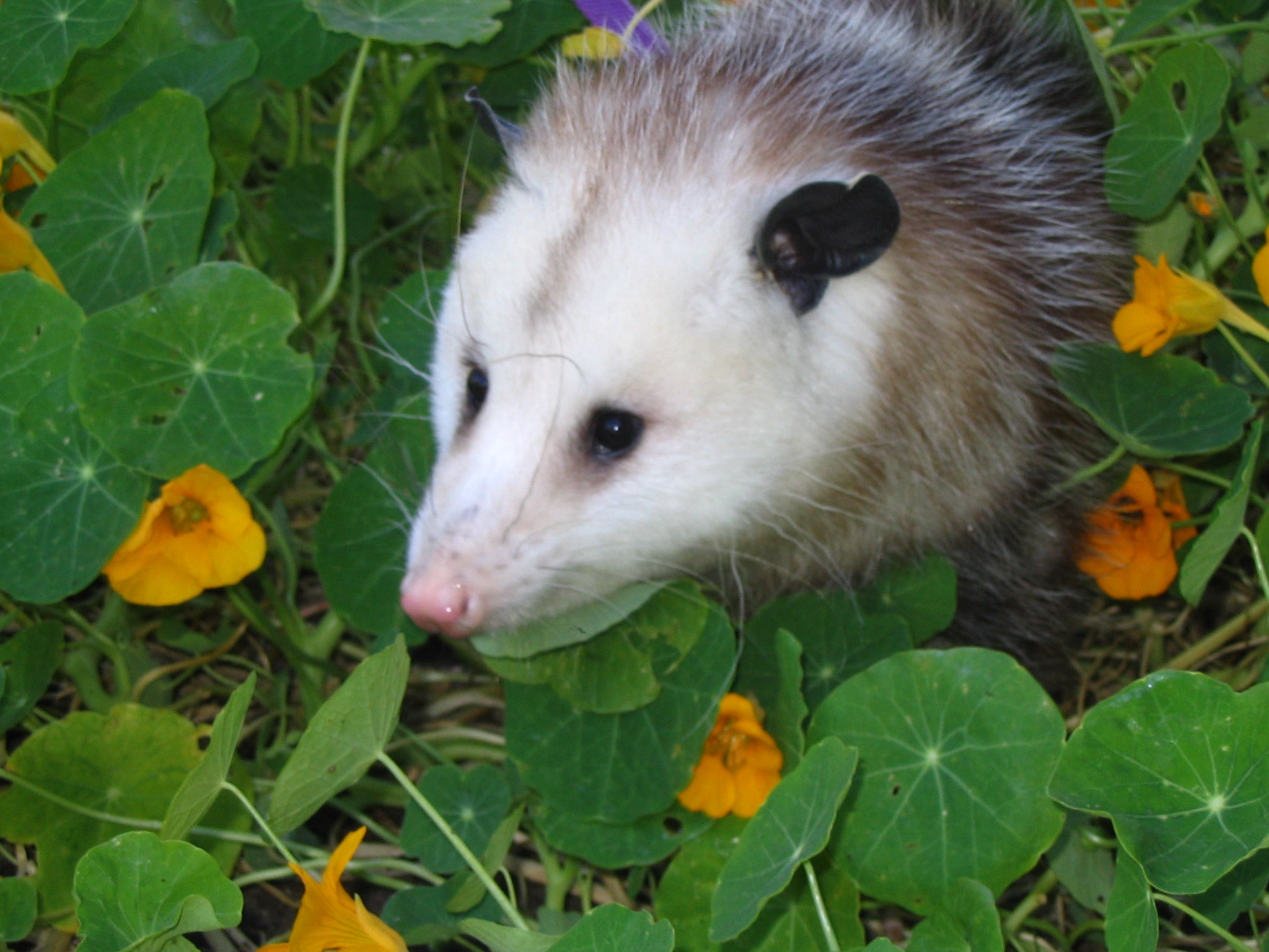 Opossum Wallpapers