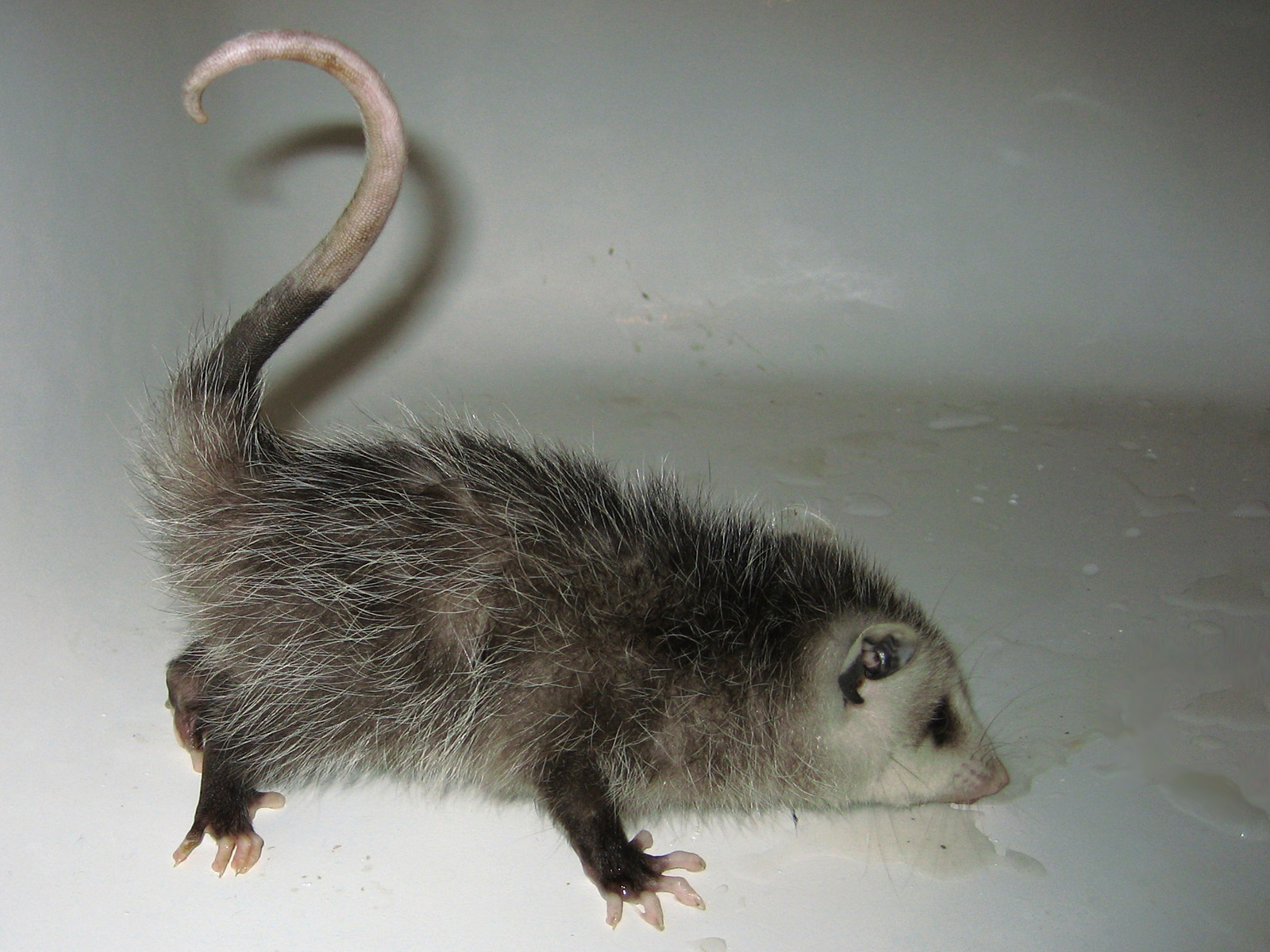 Opossum Wallpapers