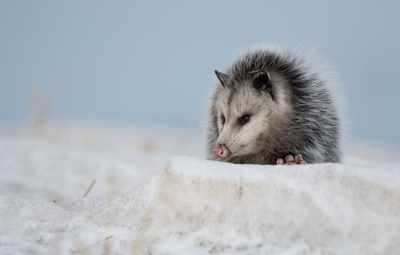 Opossum Wallpapers