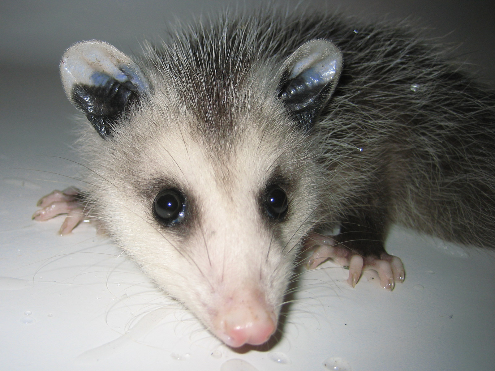 Opossum Wallpapers