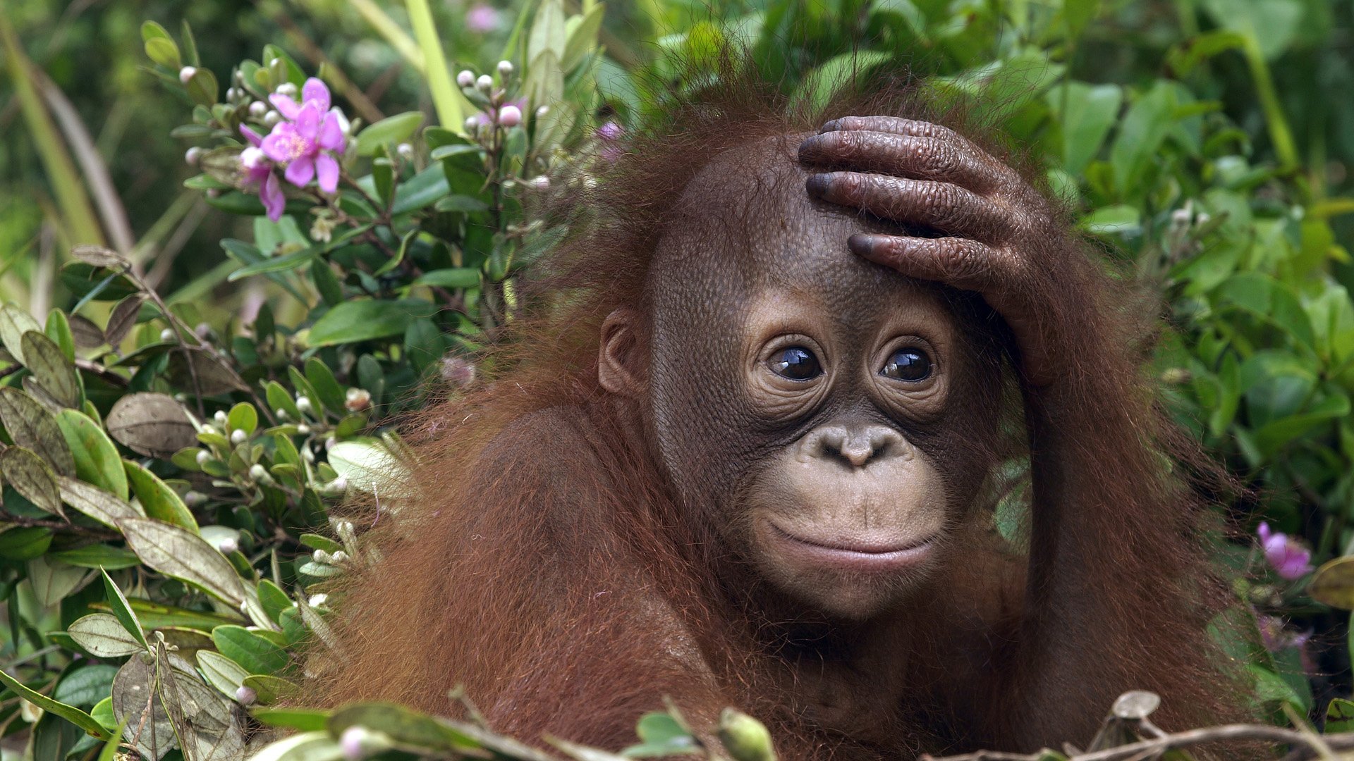 Orangutan Wallpapers