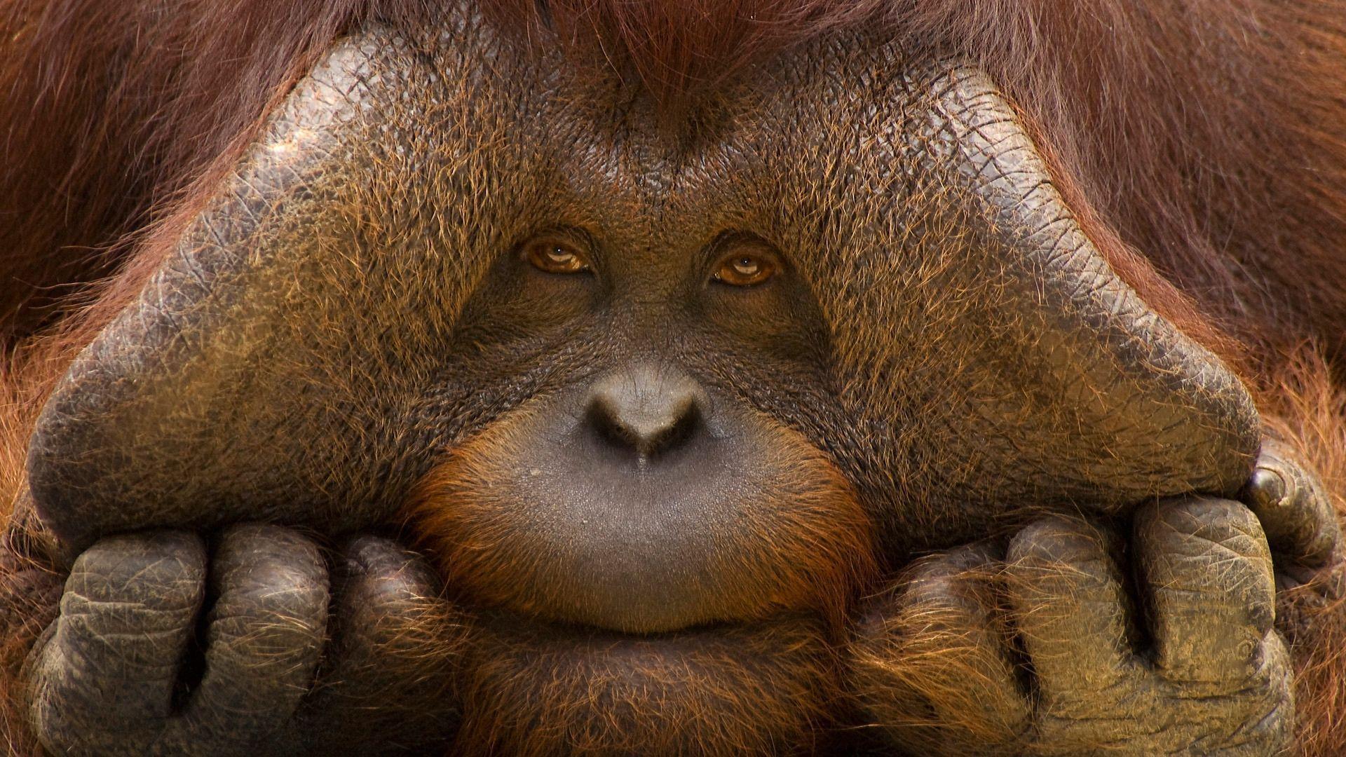 Orangutan Wallpapers