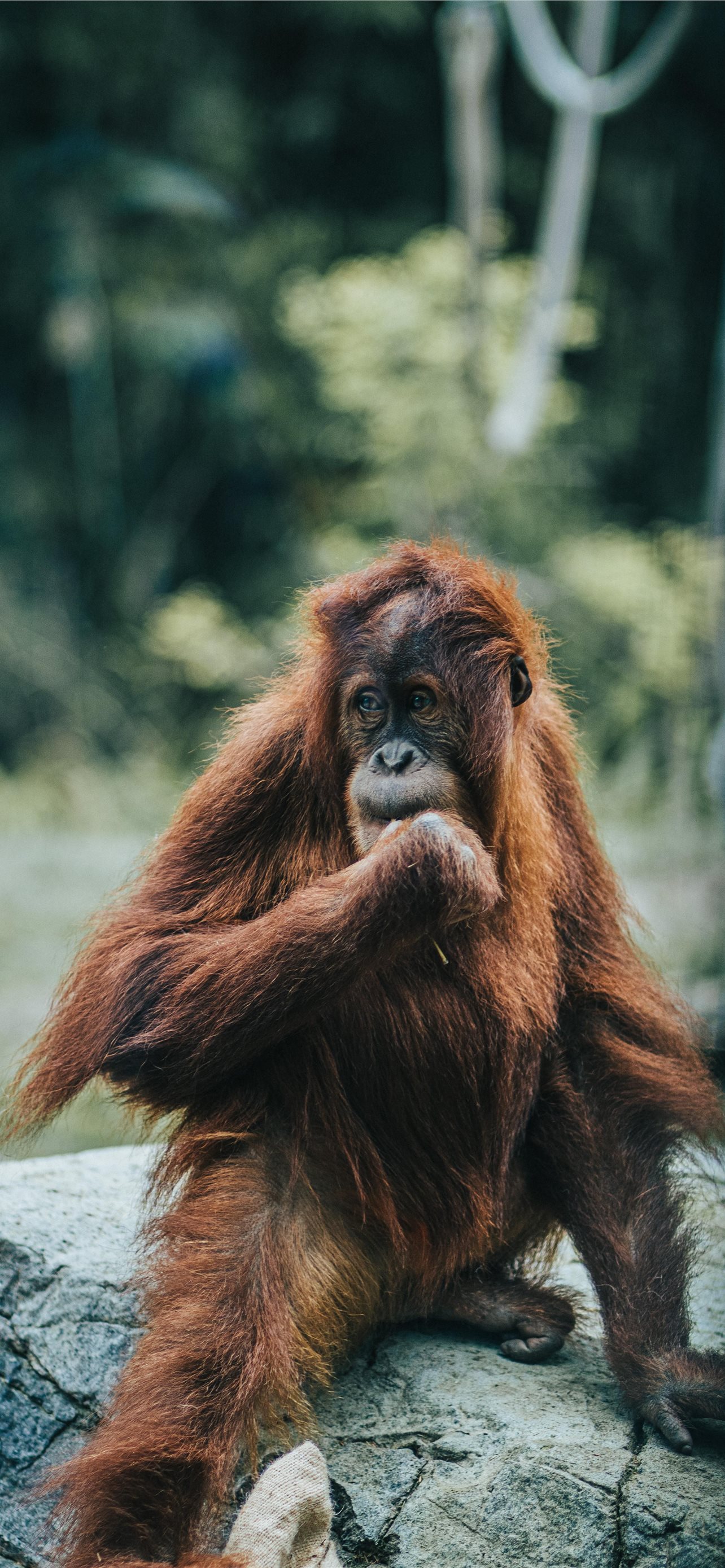 Orangutan Wallpapers