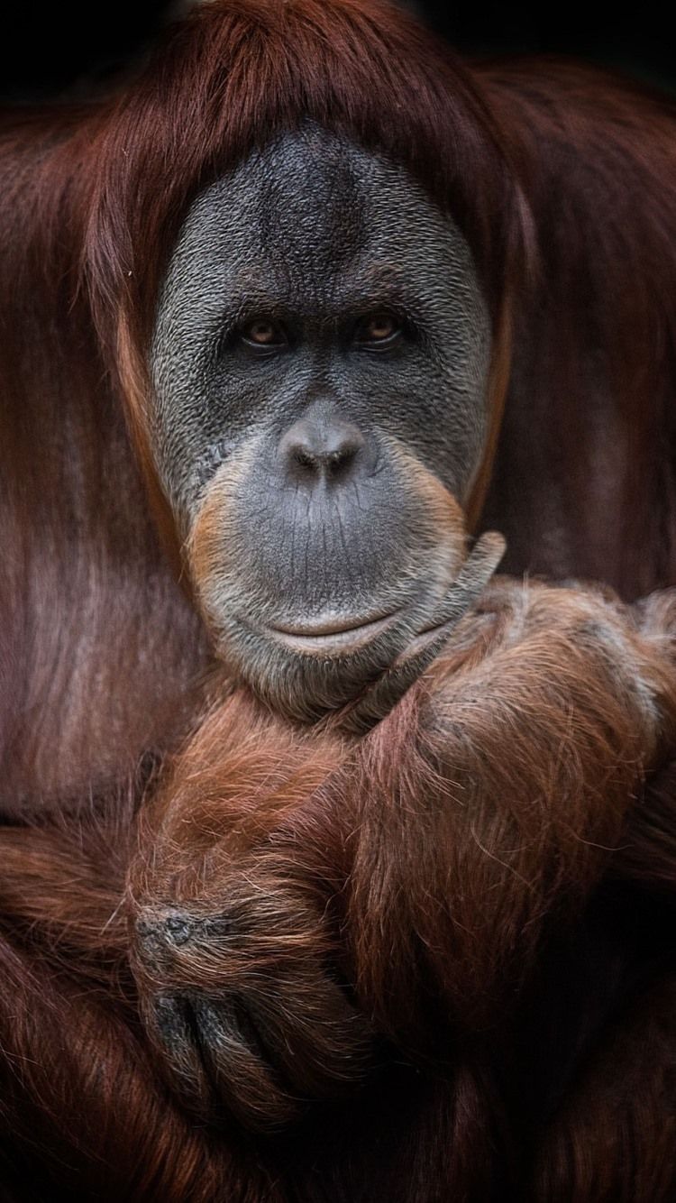 Orangutan Wallpapers